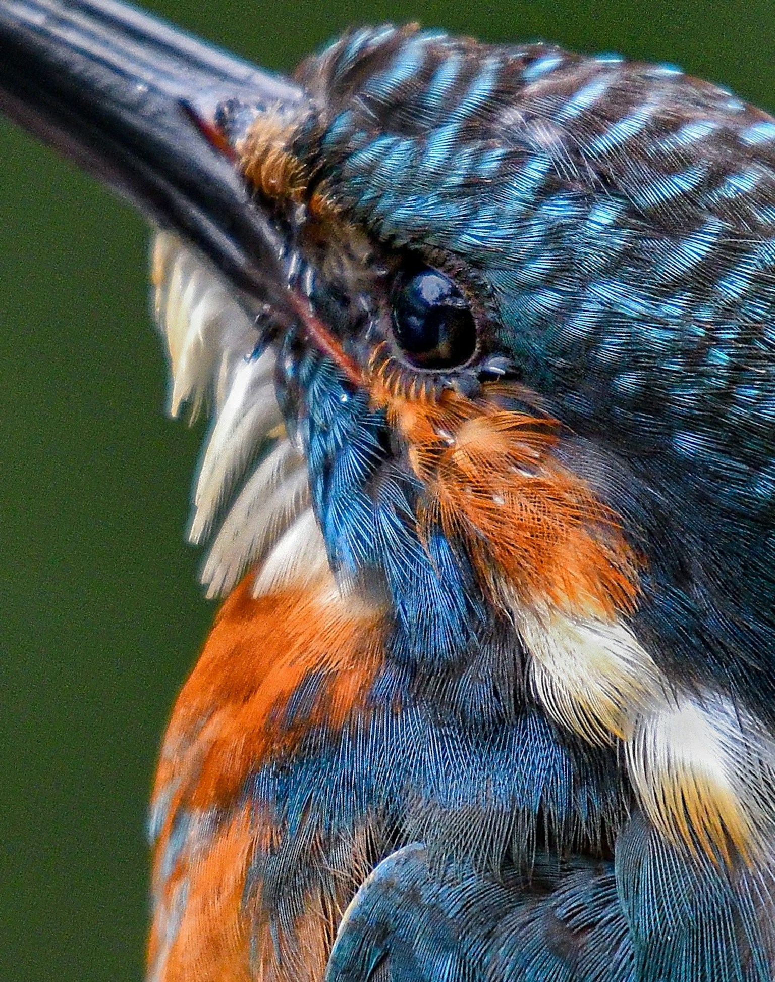 ภาพระยะใกล้ของนกกางเขนที่มีสีขนสดใส