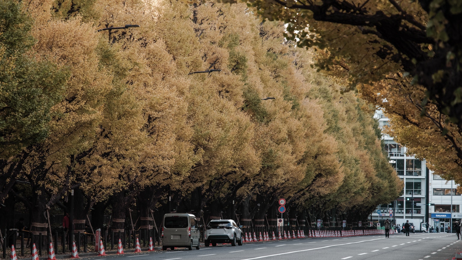 Street scene with golden-leaved trees lining the road