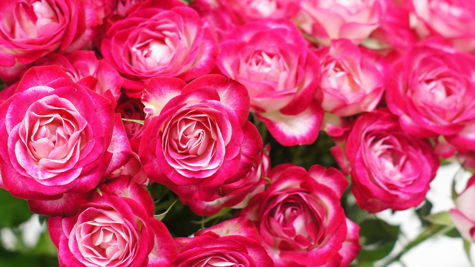 Close-up dari buket mawar pink cerah
