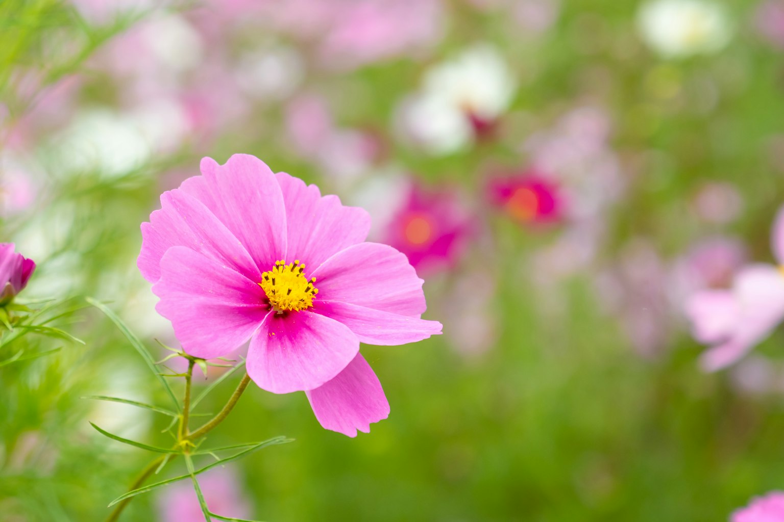 Primer plano de una flor de cosmos rosa en un fondo de jardín borroso