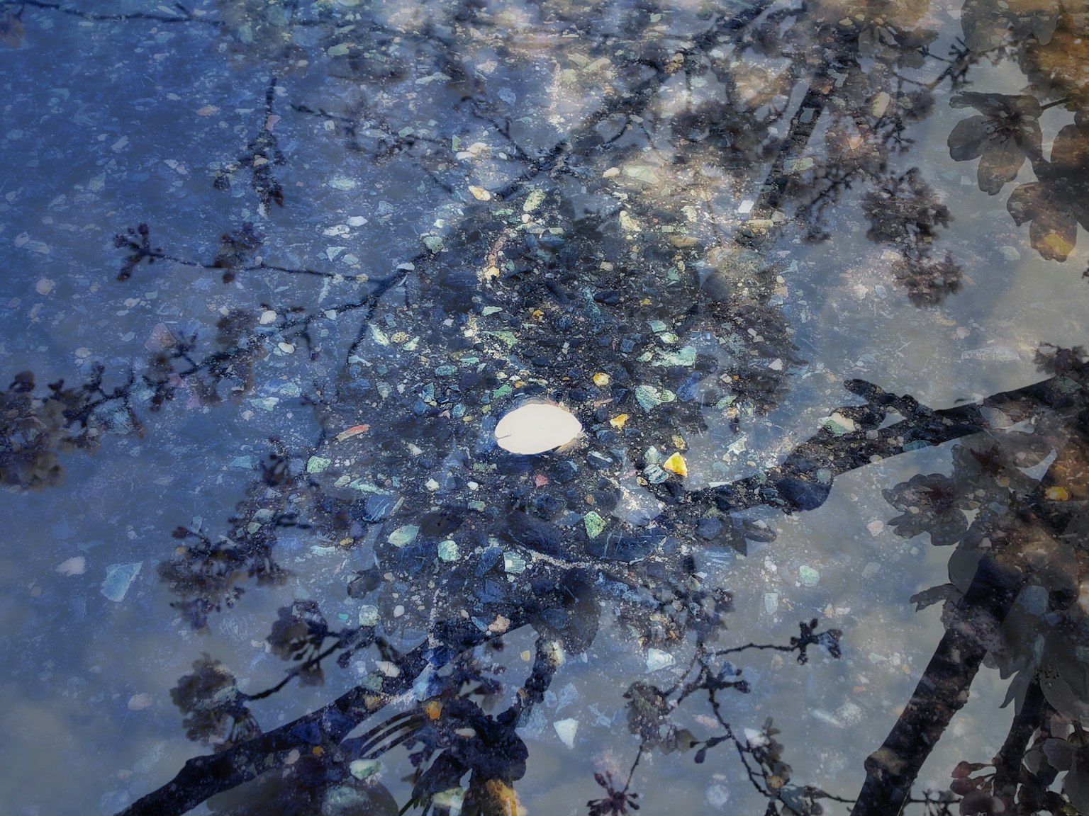 Scene reflecting leaves and a white shell on water surface
