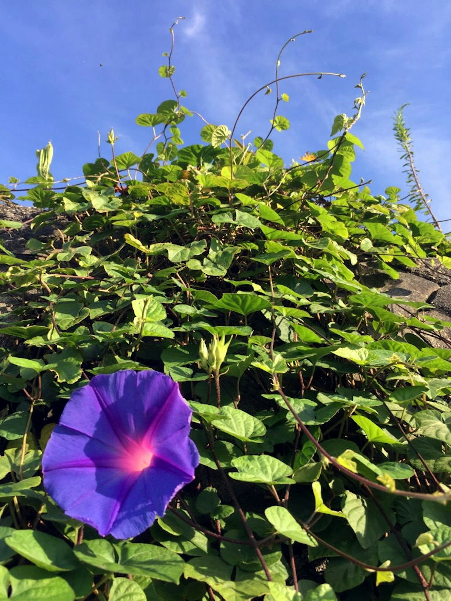 Fleur de gloire du matin violette entourée de feuilles vertes