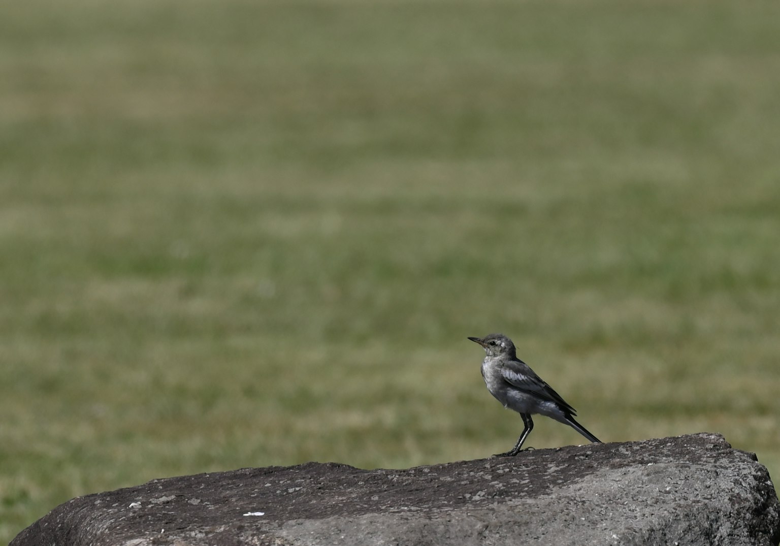 Un petit oiseau debout sur une pierre avec de l'herbe verte en arrière-plan