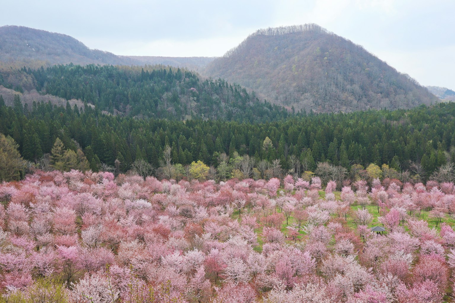 盛开的樱花和绿色山脉的美丽风景