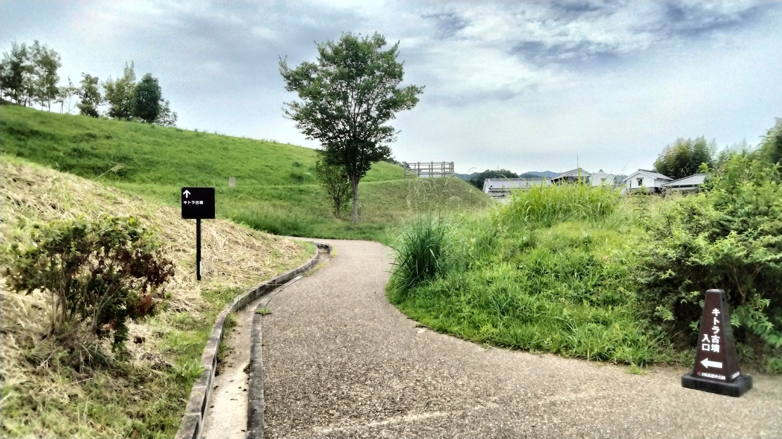蜿蜒小路與綠色丘陵和樹木的風景
