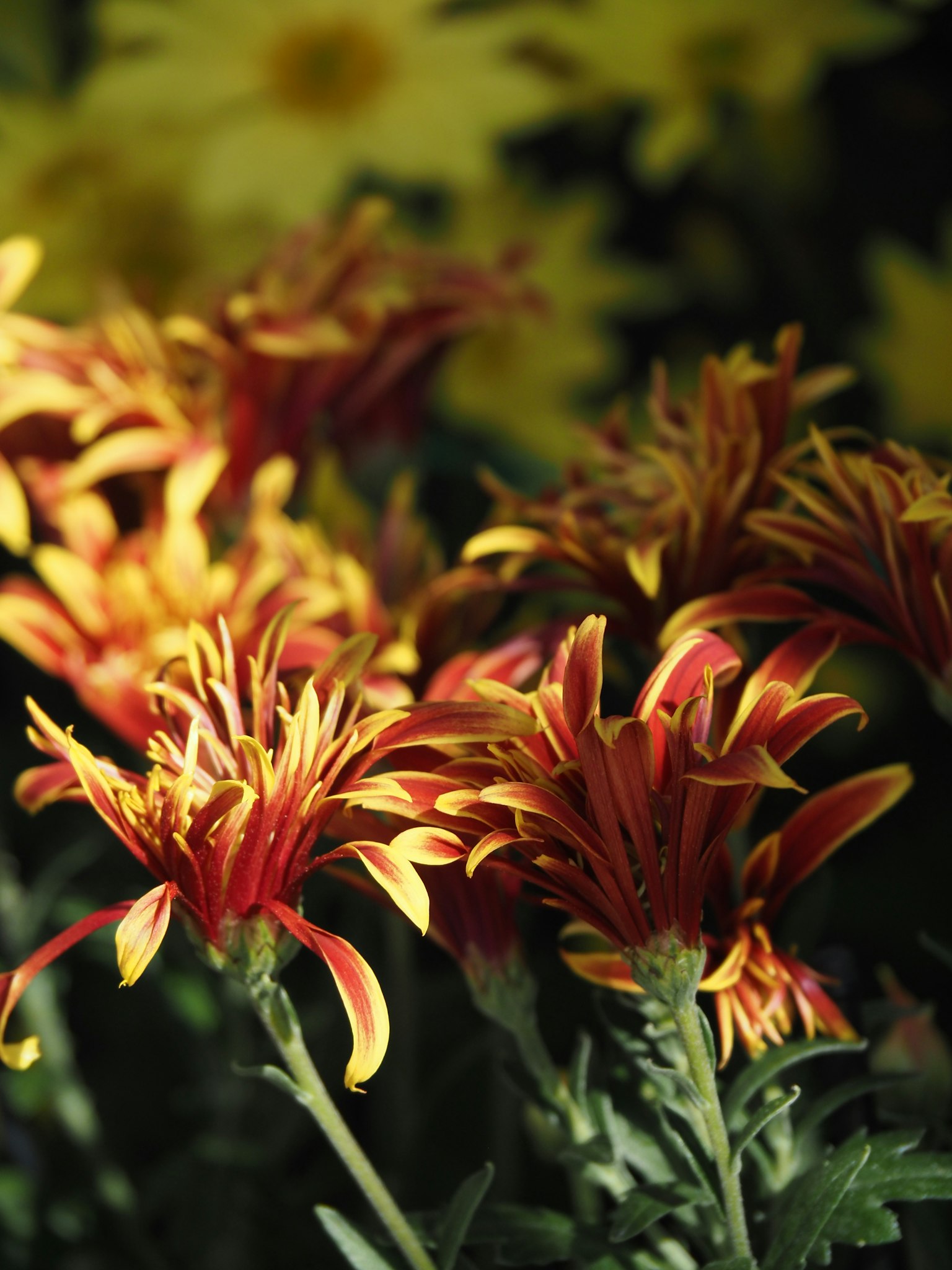 Vibrant red and orange flowers clustered together