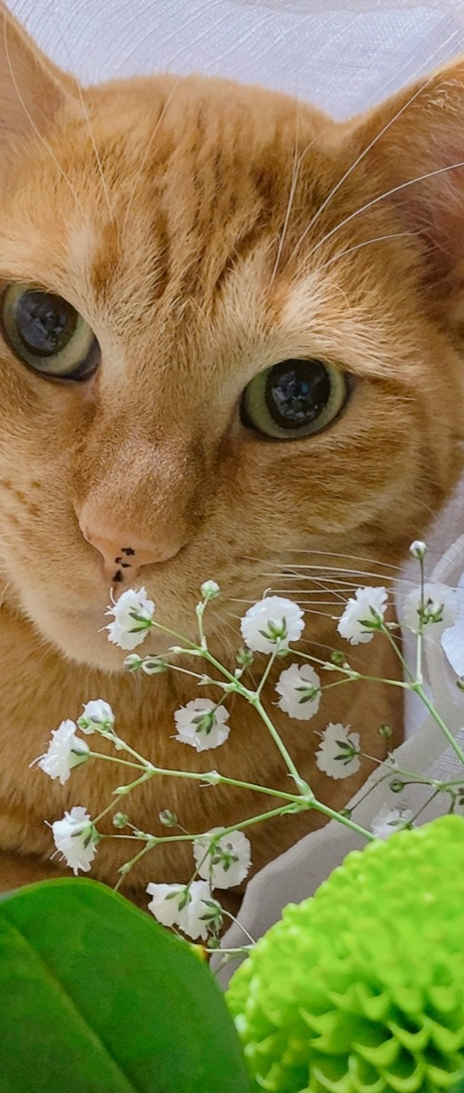 橙色猫咪注视着小白花和绿叶
