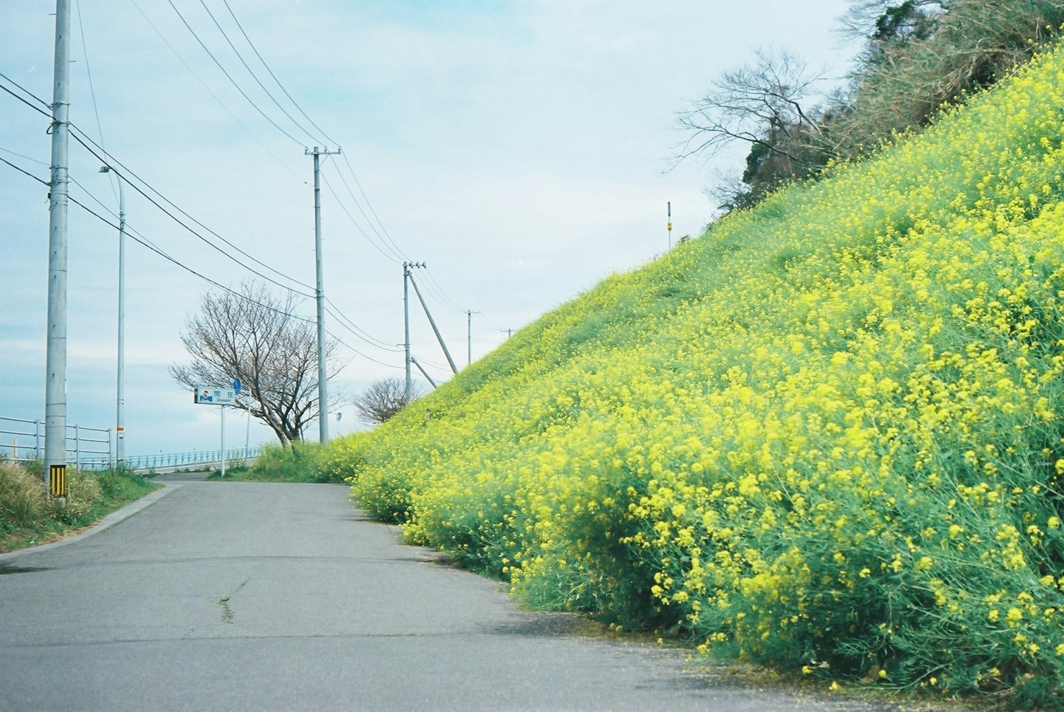 Vista panoramica di una strada accanto a una collina coperta di fiori gialli