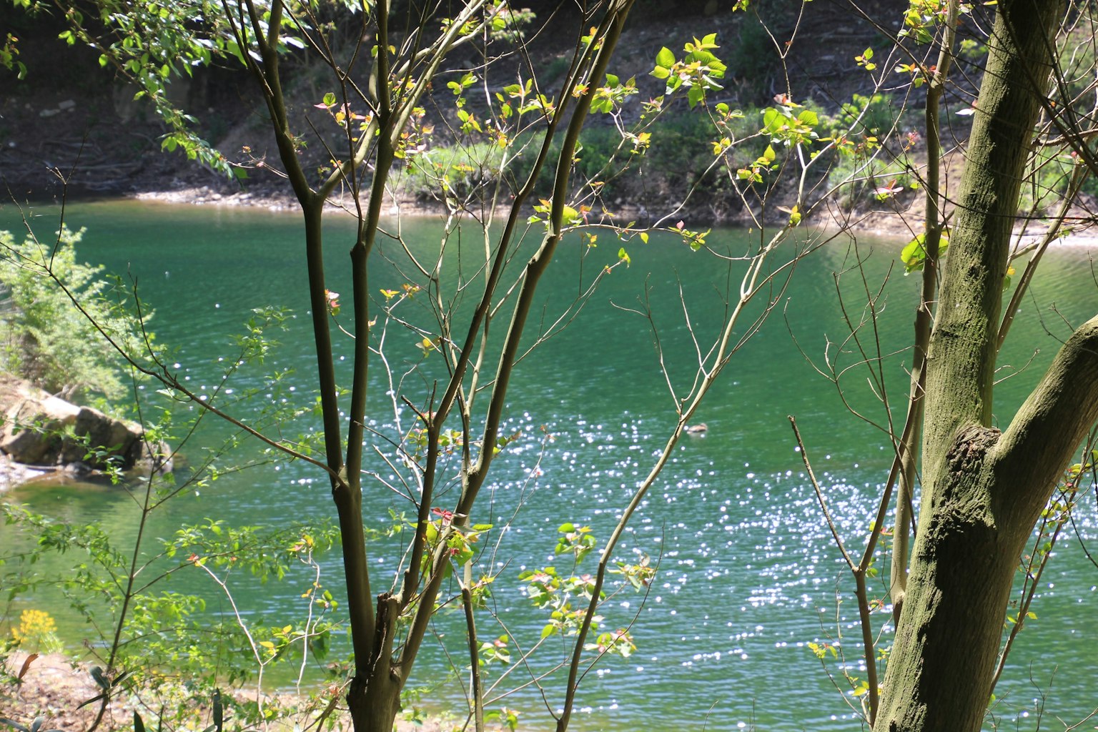 Paisaje natural con superficie de agua verde y árboles circundantes