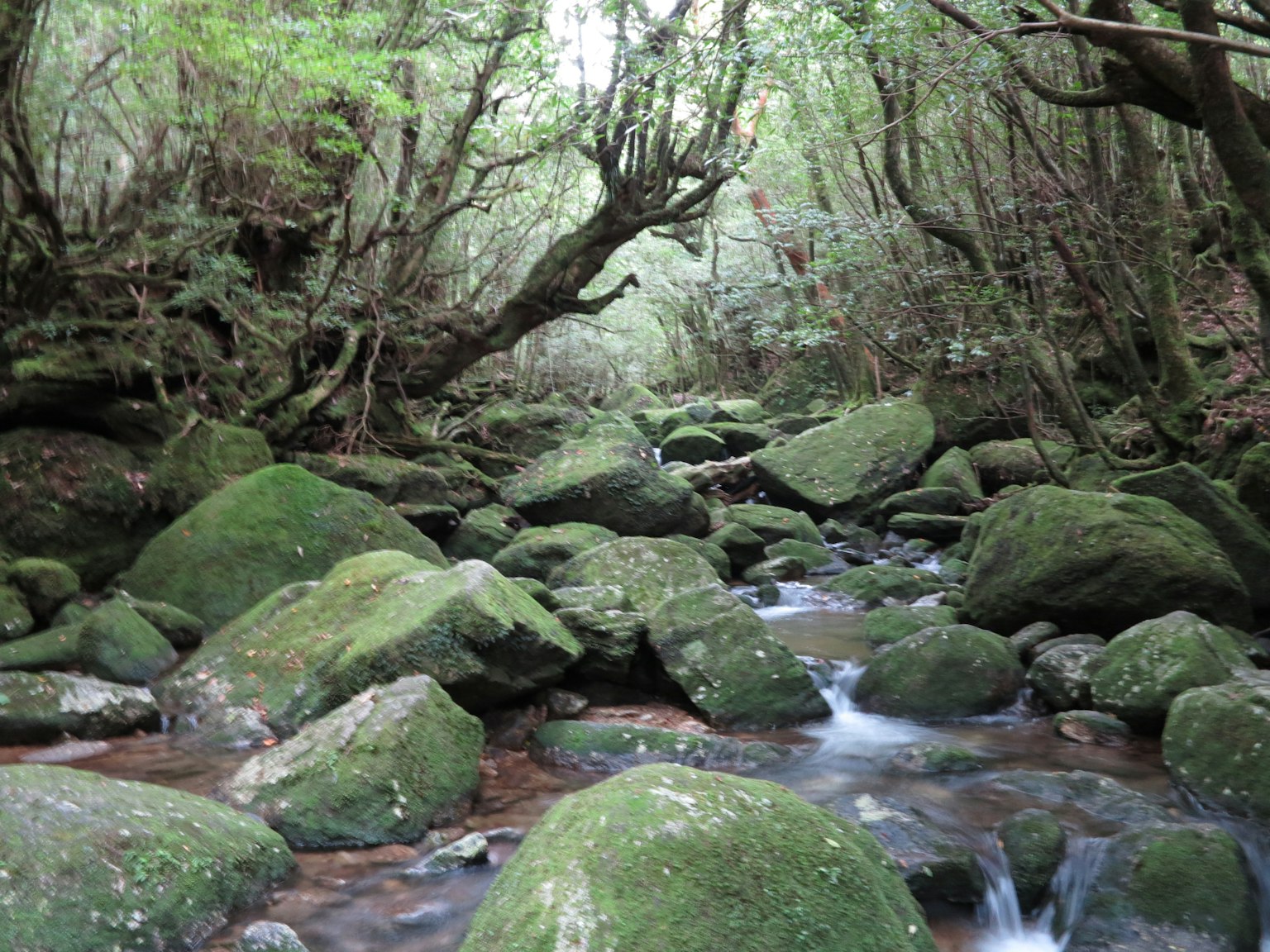 Waldlandschaft mit moosbedeckten Felsen und einem fließenden Bach