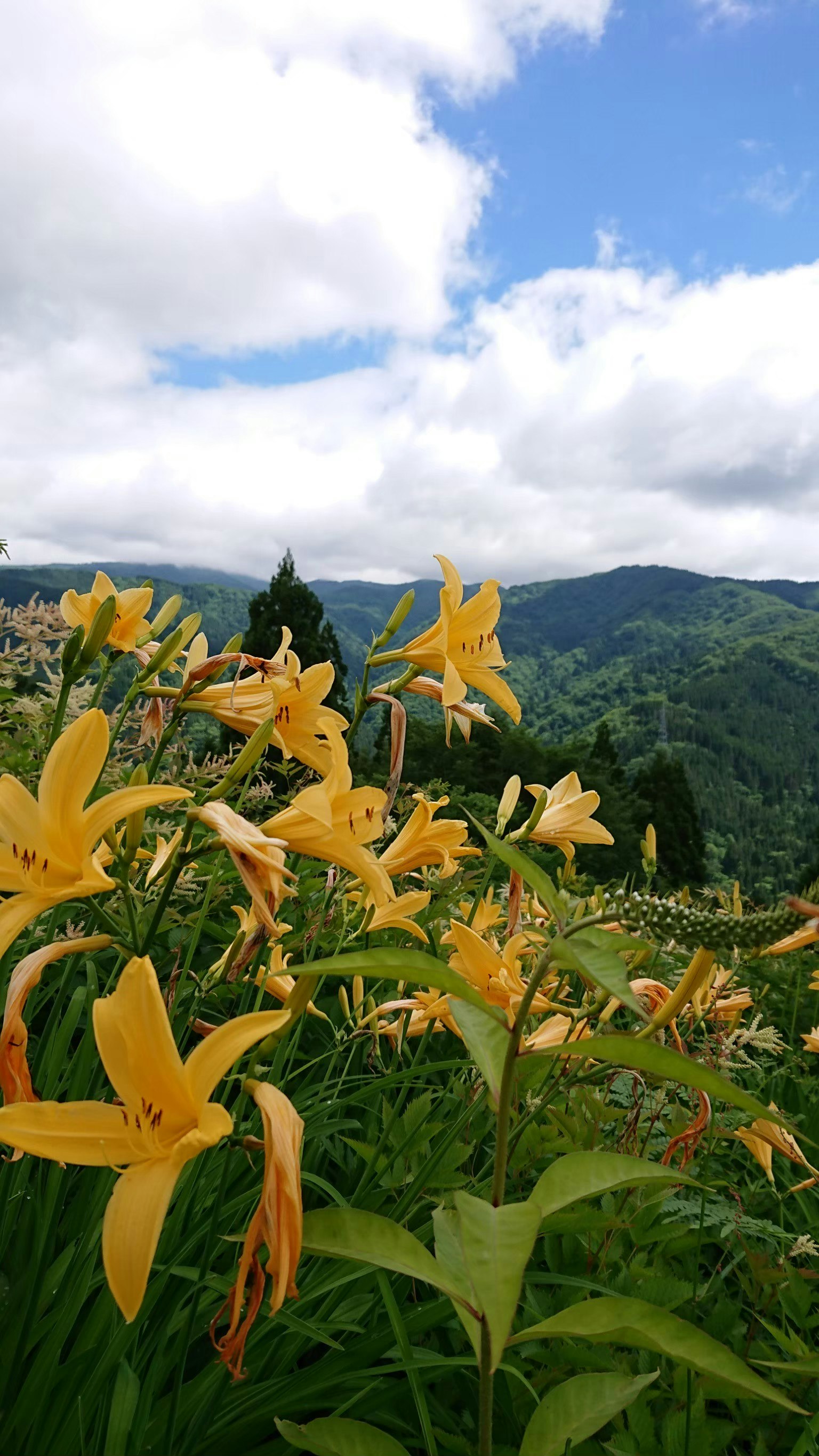 一幅風景，黃色花朵在藍天的映襯下盛開