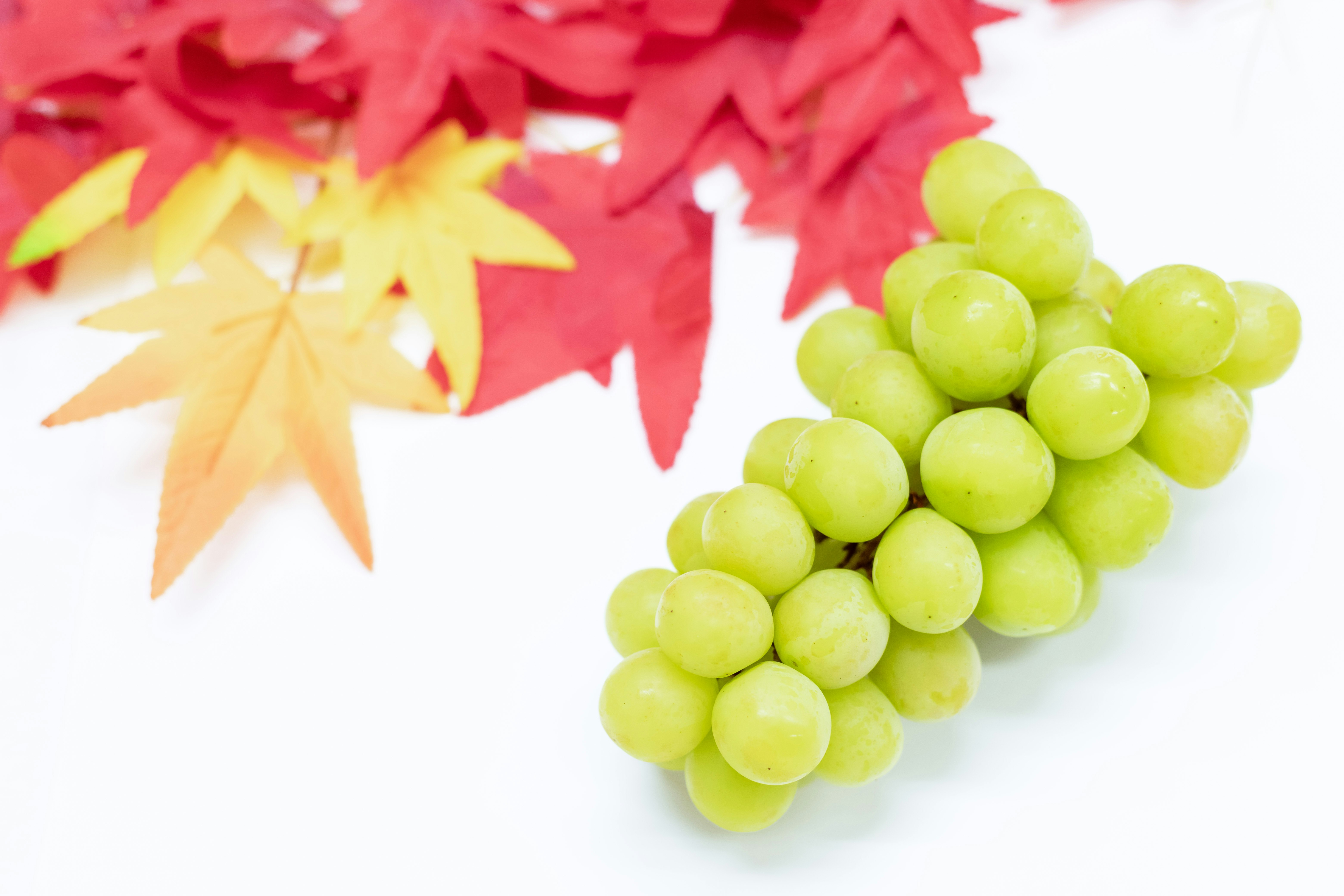 白背景に並ぶ緑のブドウと紅葉のような葉