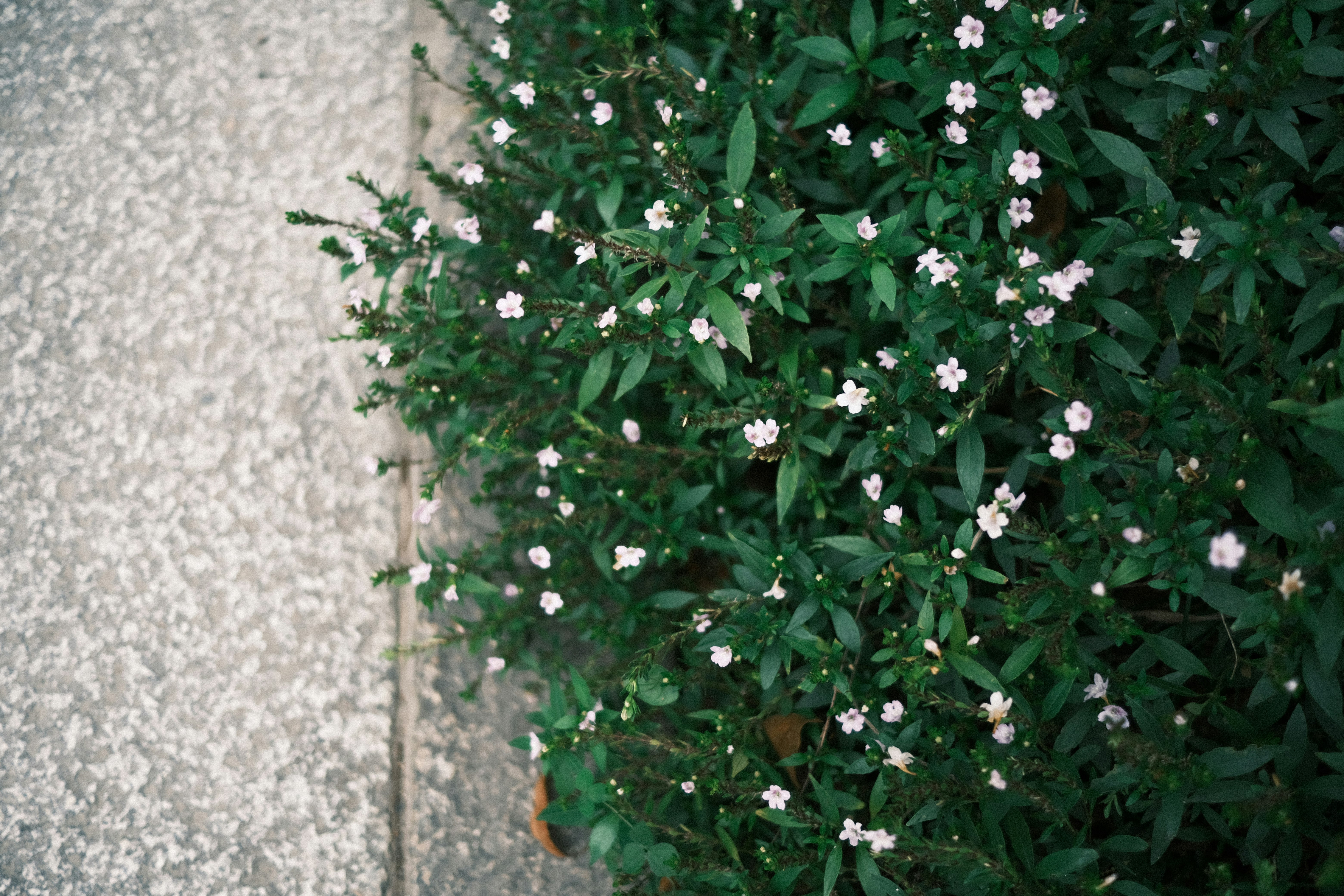 石壁のそばに咲く小さな花の茂み