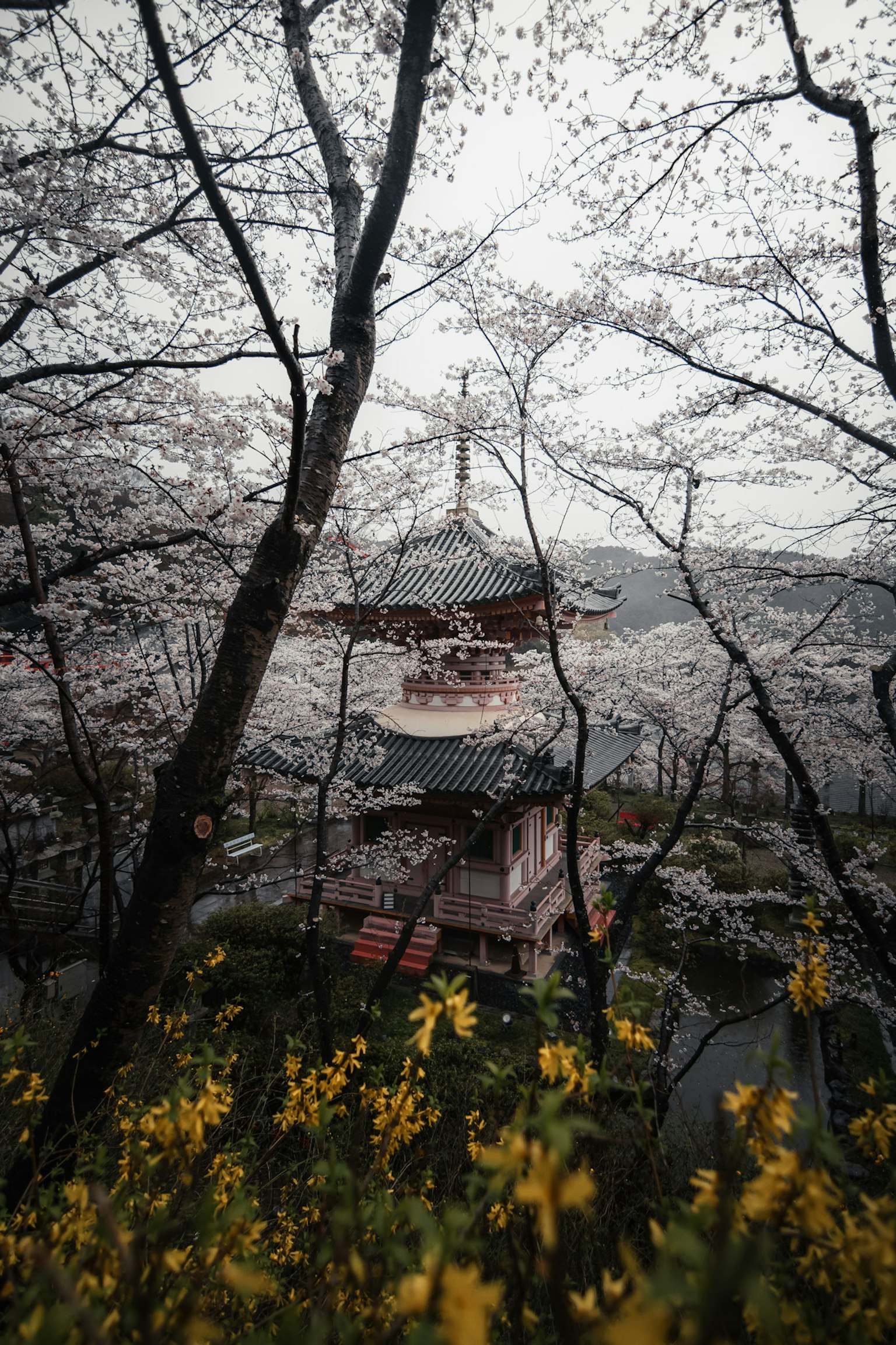 Japanischer Tempel umgeben von Kirschblüten und gelben Blumen