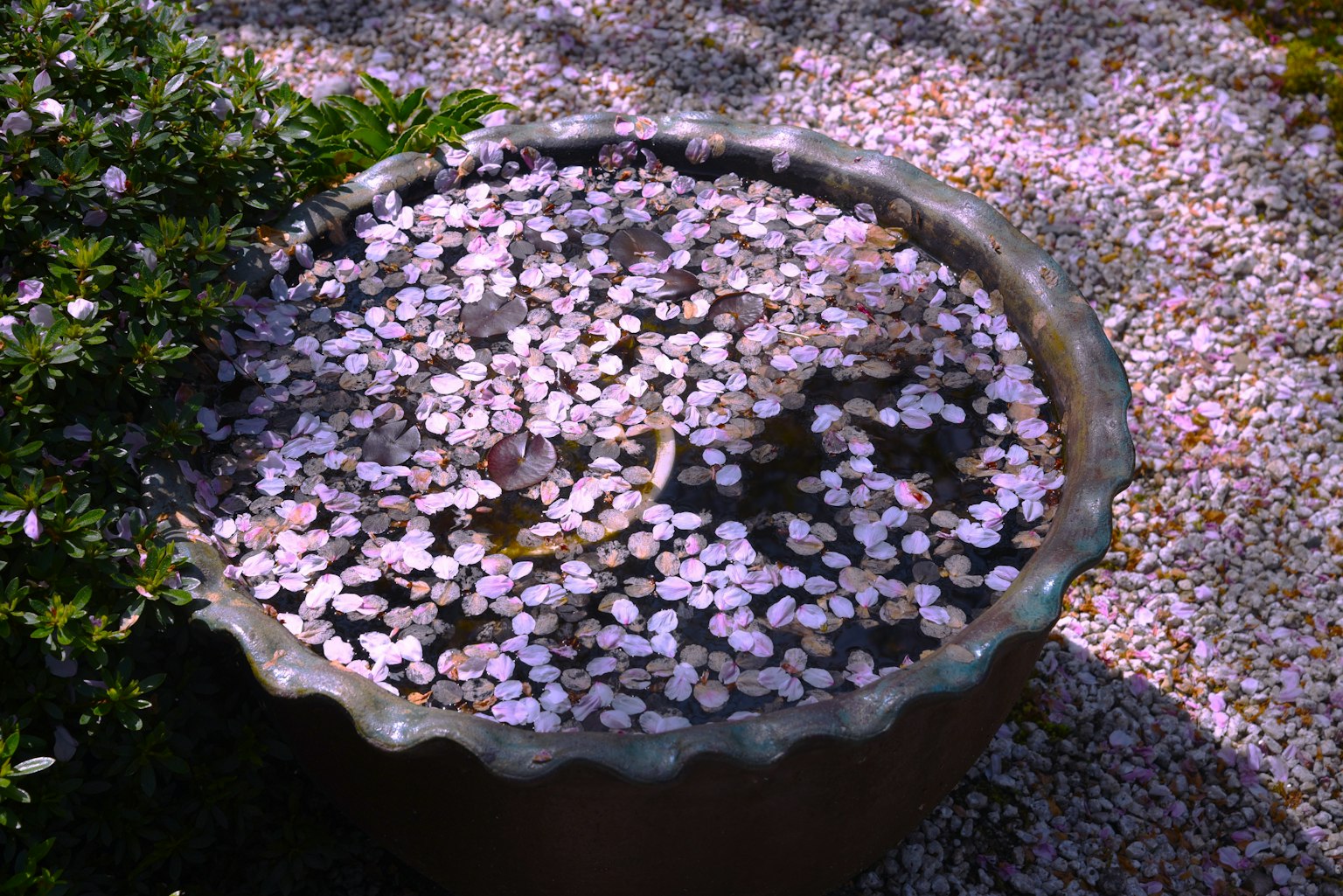 A stone basin filled with floating light pink petals surrounded by gravel