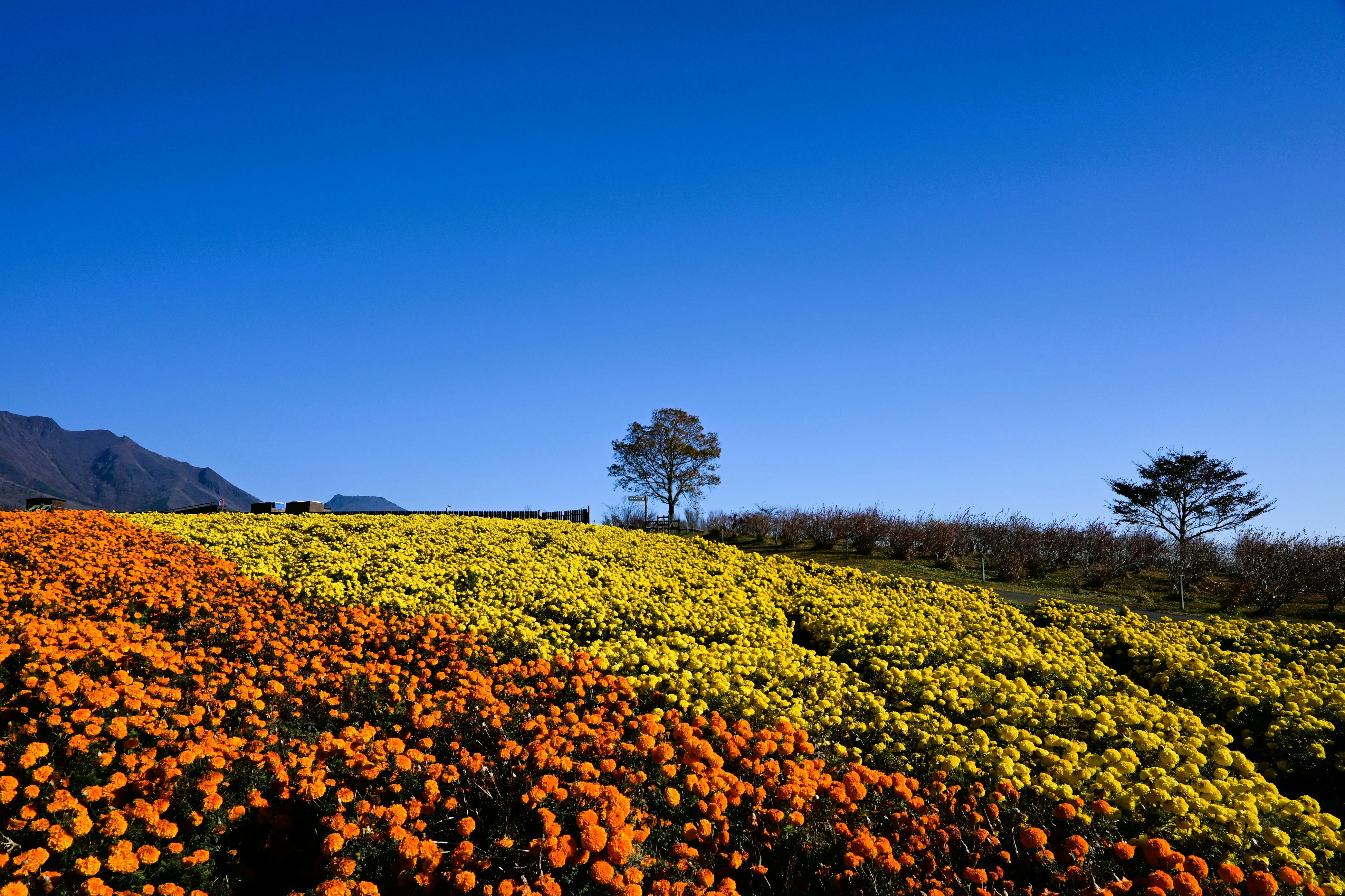 くじゅう花公園の黄色とオレンジの花畑と青空