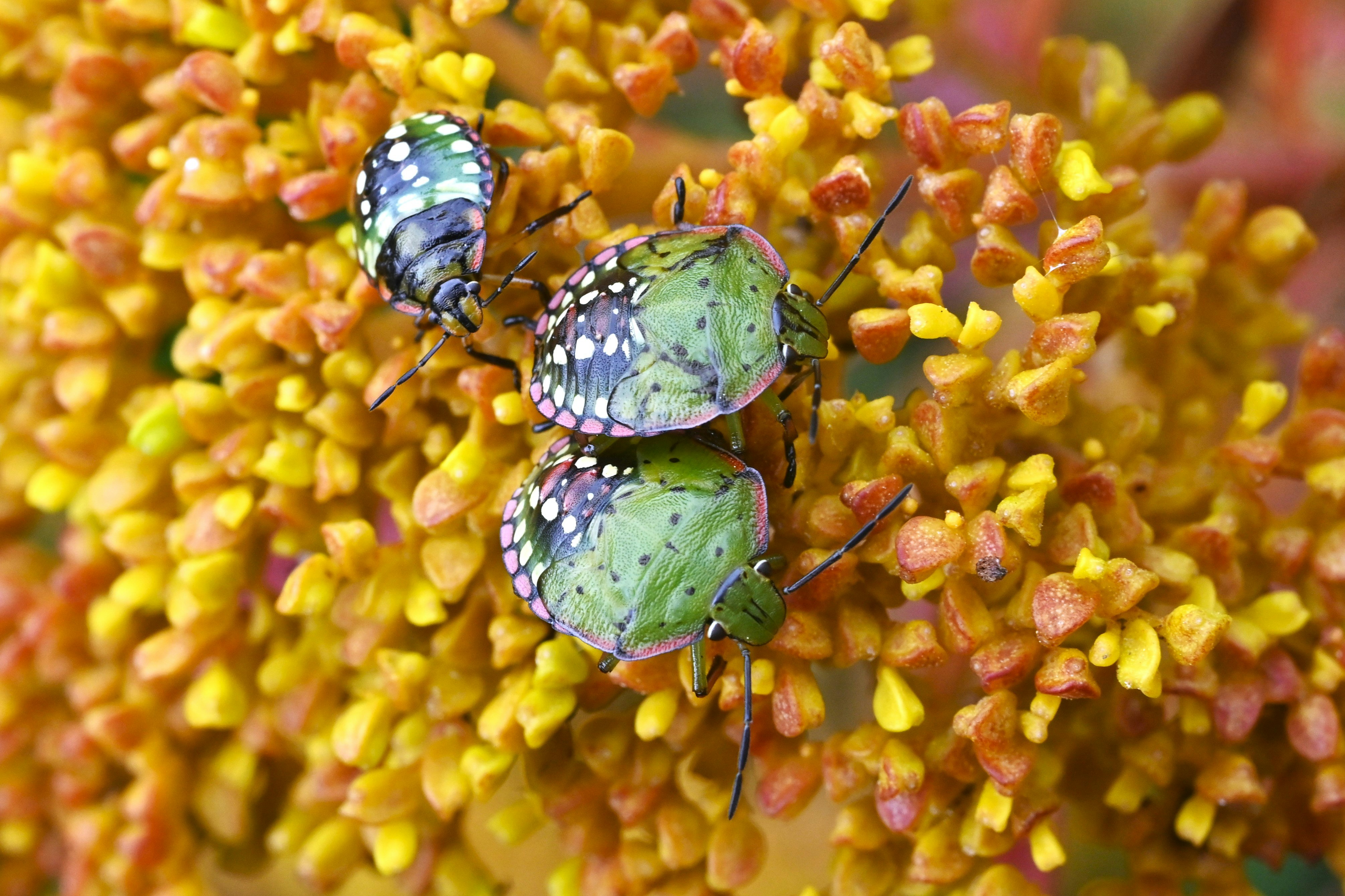 Miramemushi du sud (Minami aokamemushi) sur un pollen éclatant