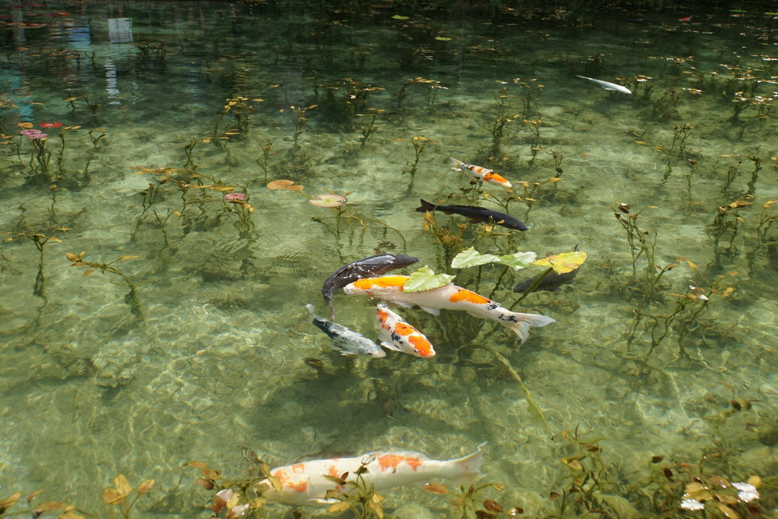 Bunte Koi-Fische schwimmen in einem Teich mit Wasserpflanzen