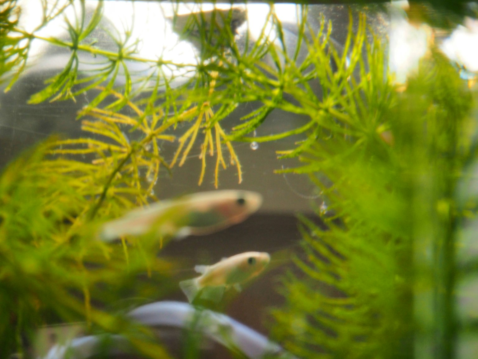 水下場景，小魚在水生植物之間游動