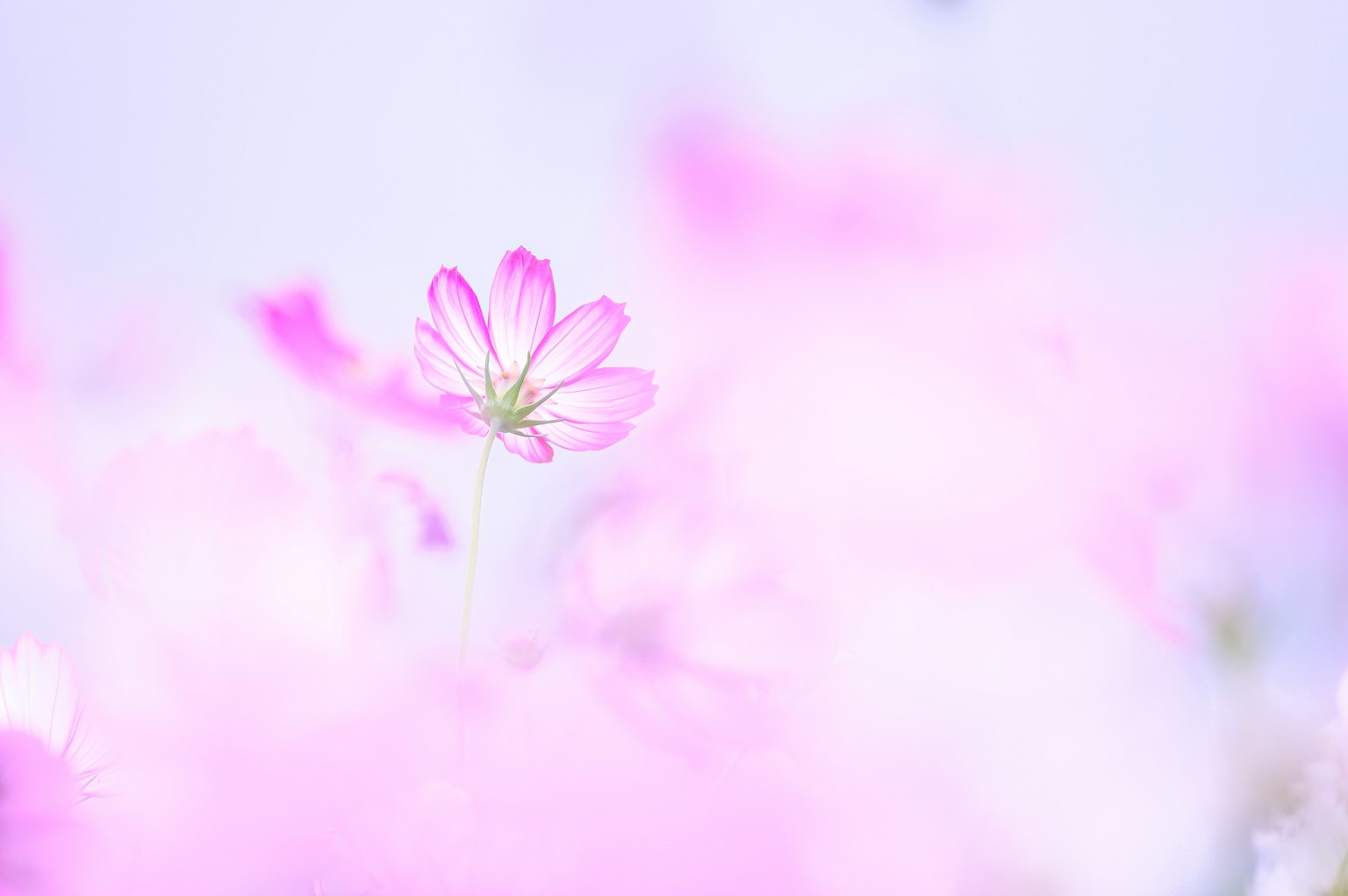ดอกไม้สีชมพูหนึ่งดอกเด่นบนพื้นหลังสีม่วงนุ่มนวล