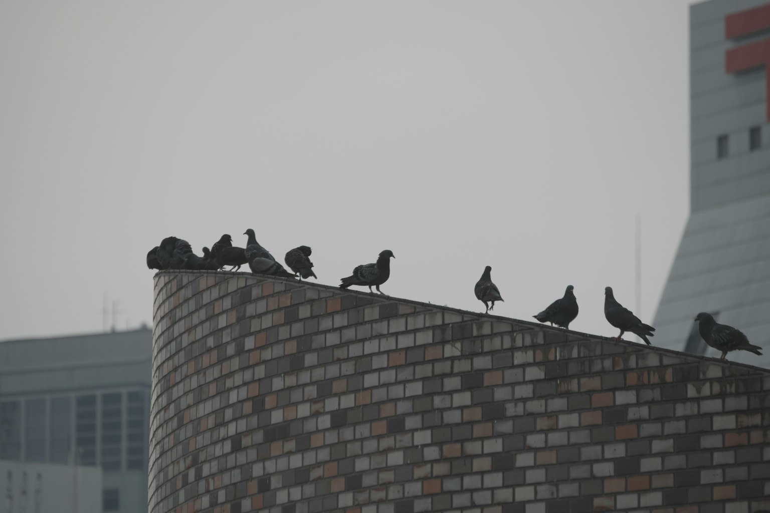 Silhouette de pigeons alignés sur un mur de toit