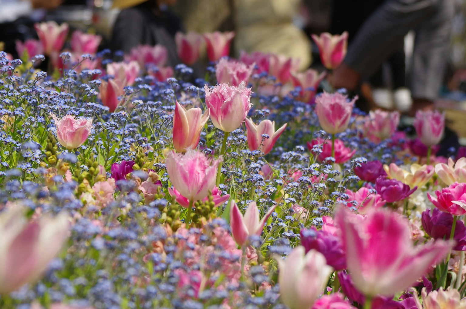 Un giardino fiorito vibrante con tulipani colorati e piccoli fiori blu