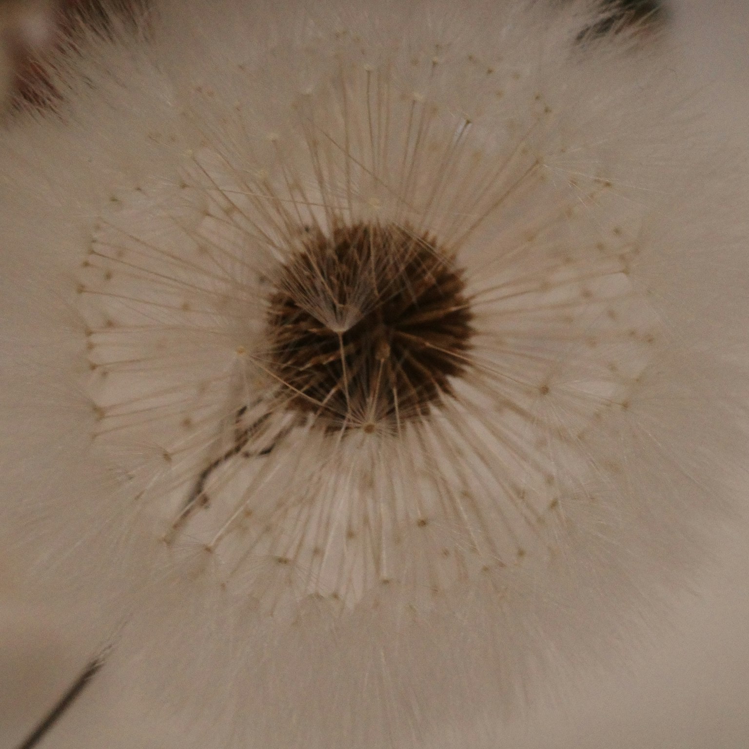 白いタンポポの花の中心部分がクローズアップされている画像