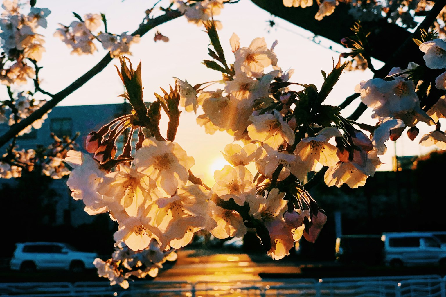 Gros plan sur des fleurs de cerisier avec le coucher de soleil en arrière-plan