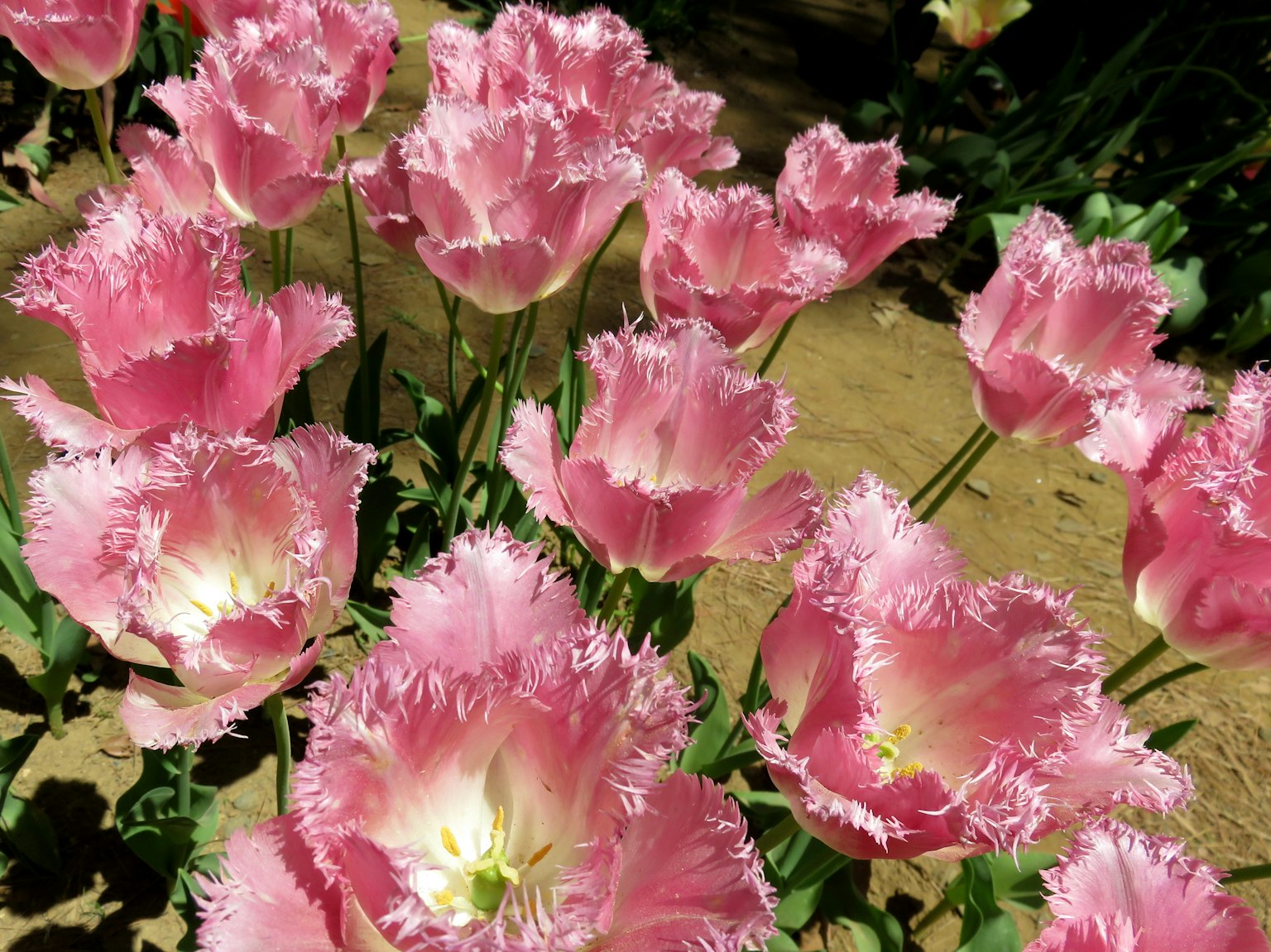 Tulip hồng có viền nở rộ trong khu vườn