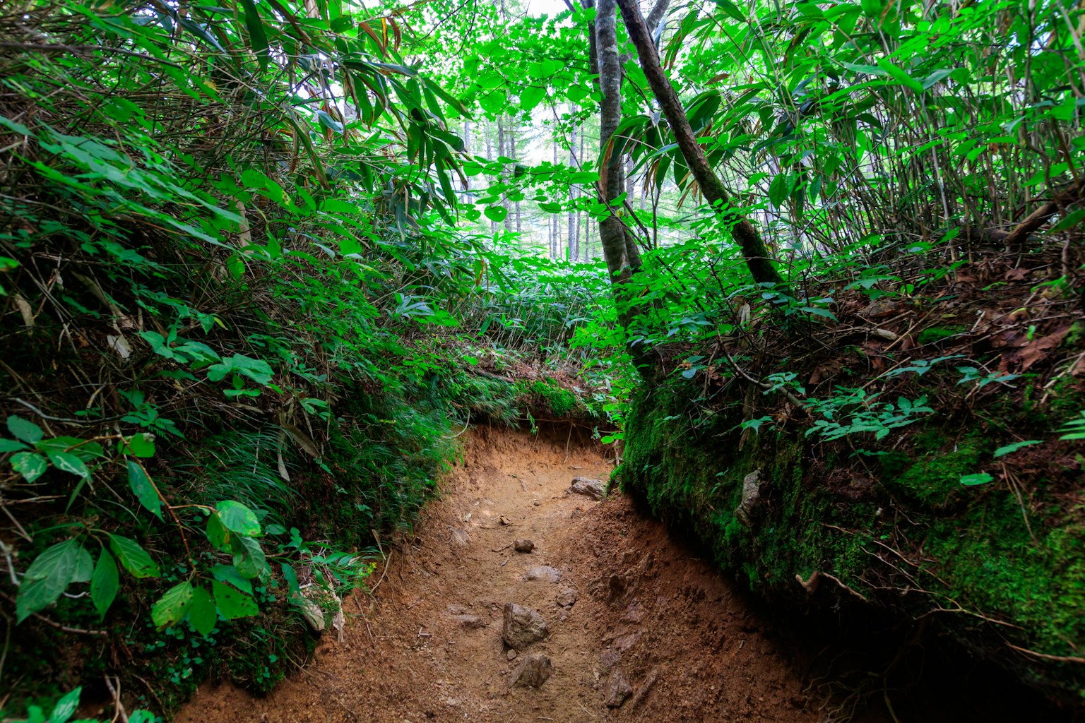 Un chemin verdoyant entouré de feuillage dense et de sol terreux