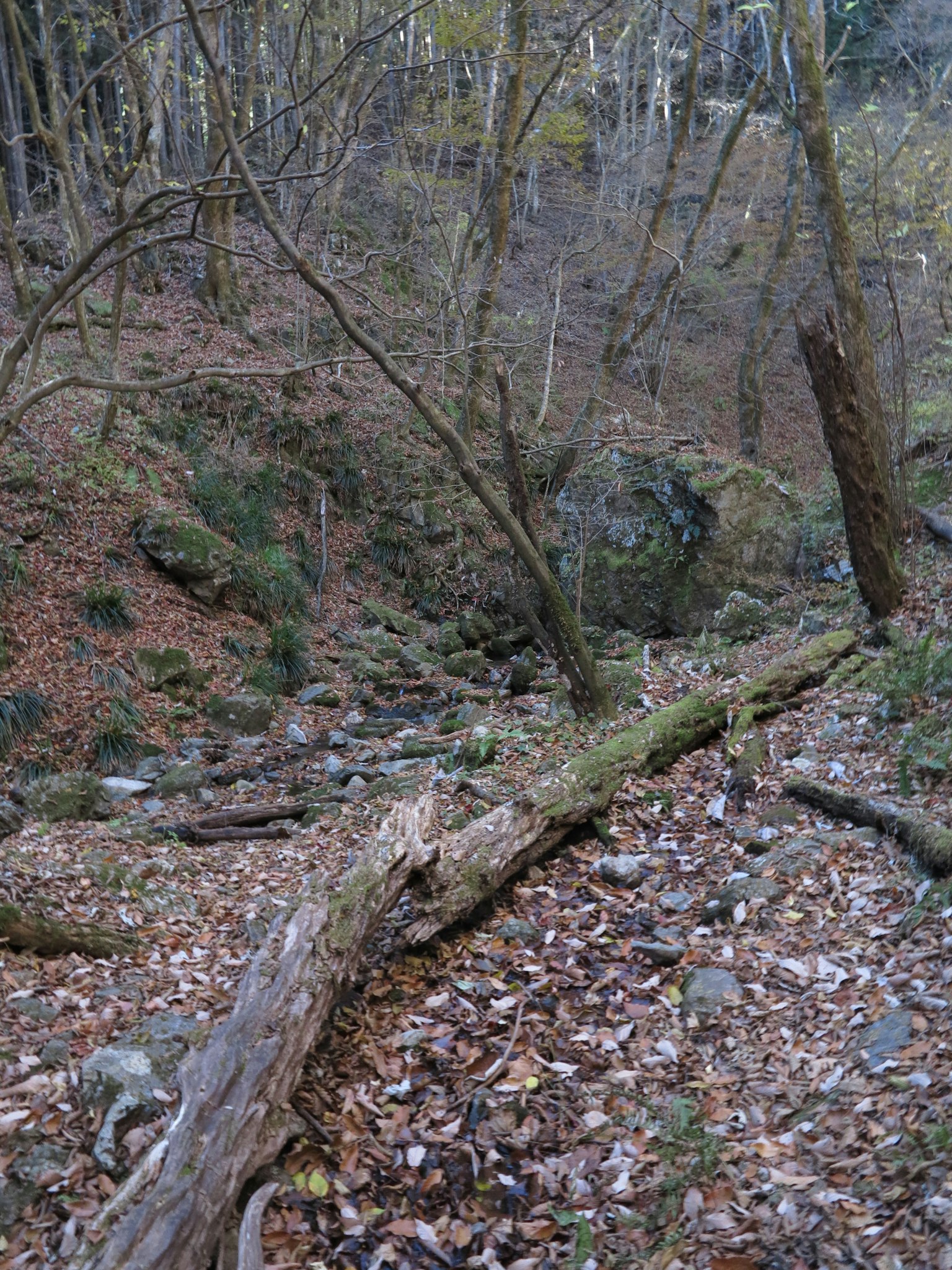 Una scena forestale serena con foglie cadute e un tronco a terra