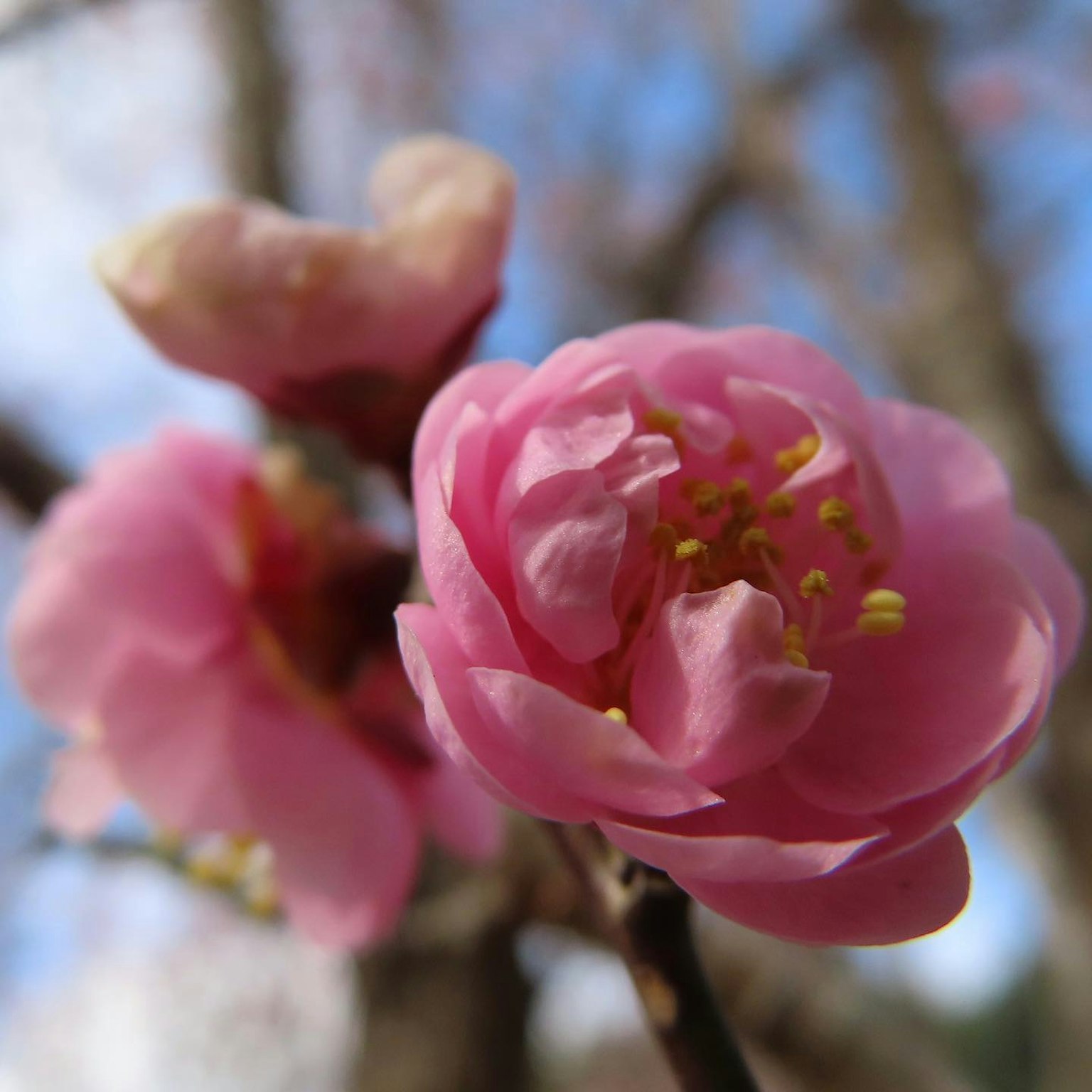Primo piano di fiori rosa in fiore