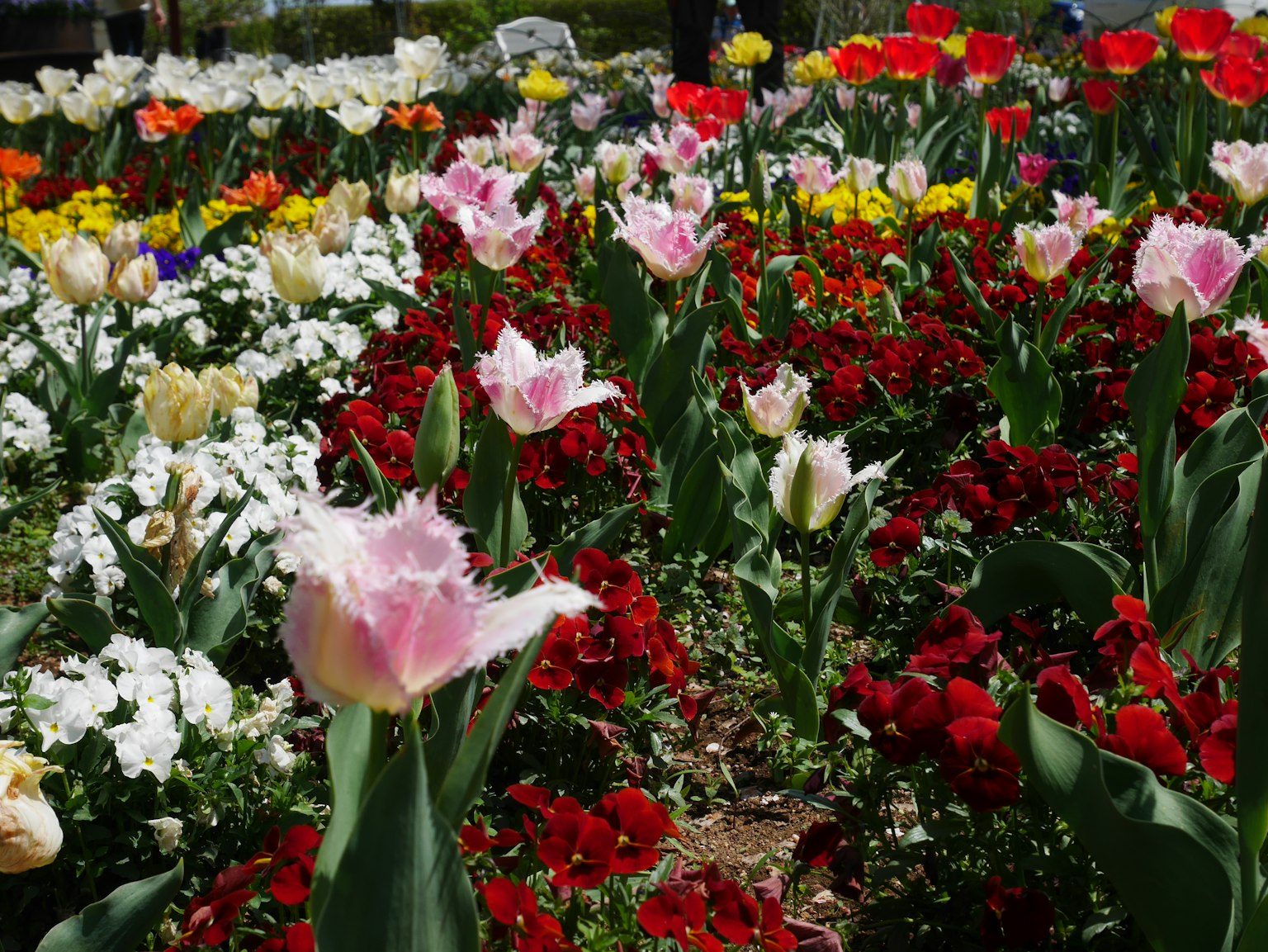 Un hermoso jardín de flores con tulipanes coloridos y varias flores
