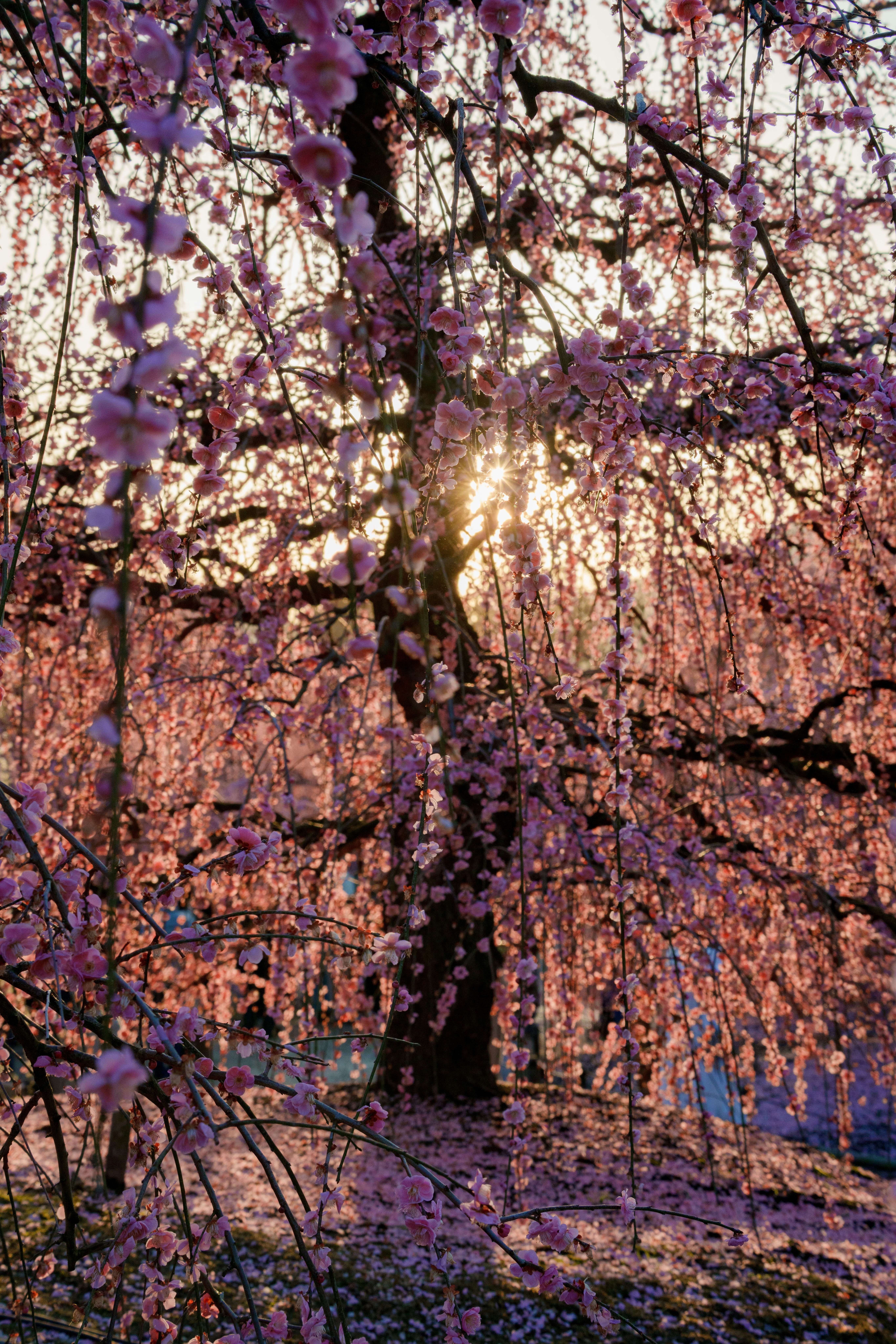 満開の桜が枝いっぱいに咲く花景色