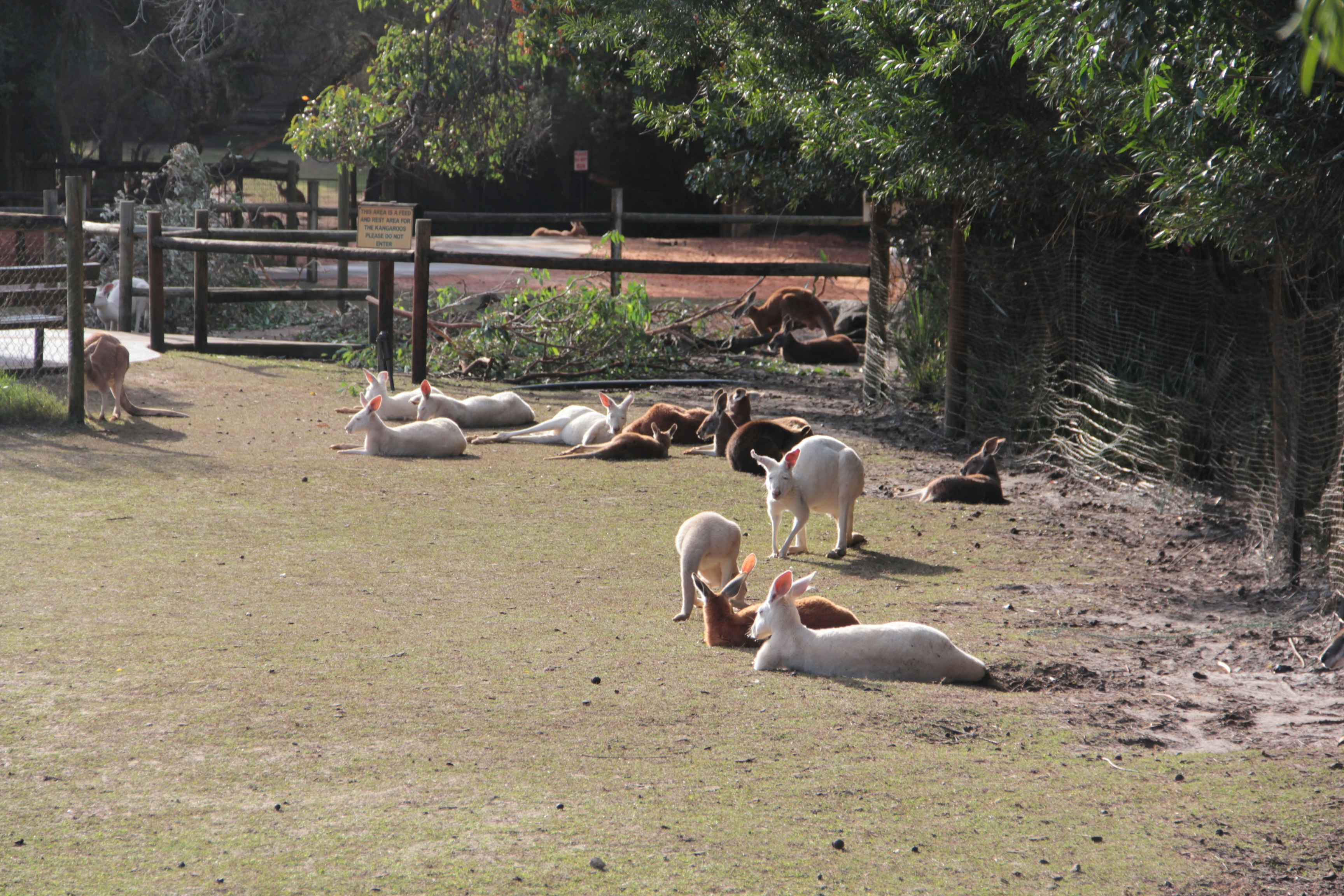 a herd of antelopes resting on grass in an open enclosure