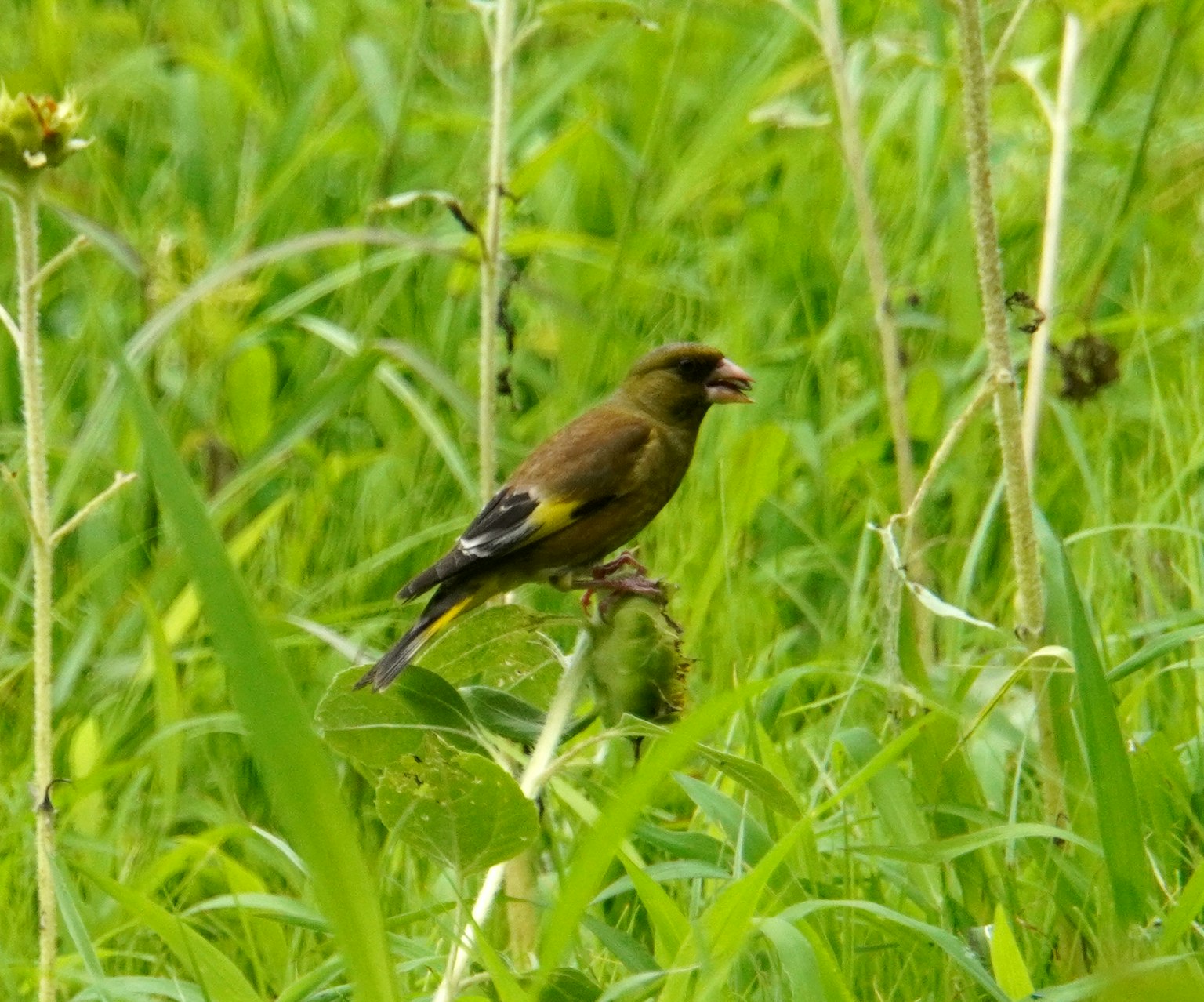 Un oiseau perché sur l'herbe verte avec des couleurs vives