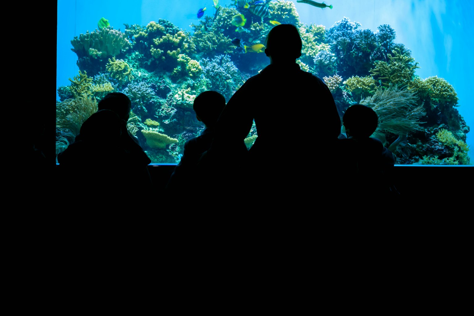Silhouettes of people observing an aquarium