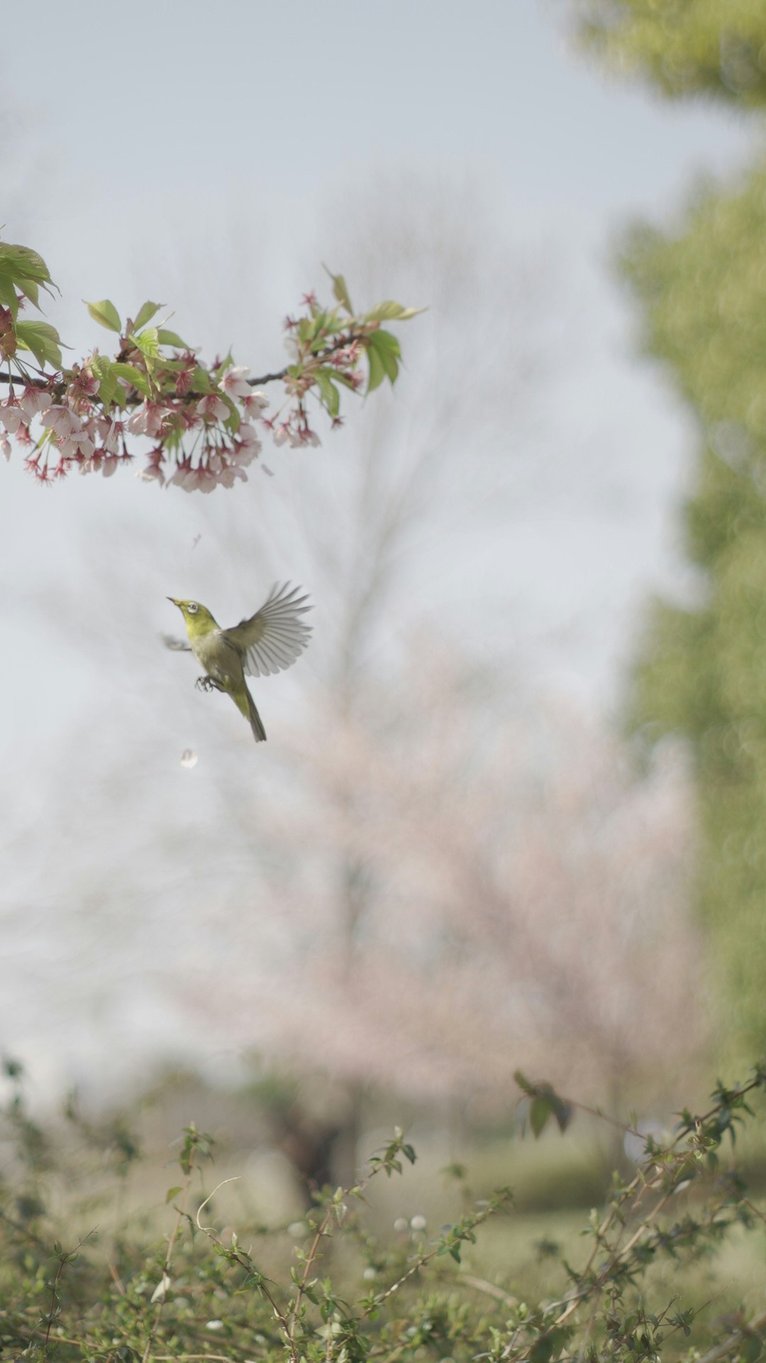 un pequeño pájaro volando entre ramas florecidas