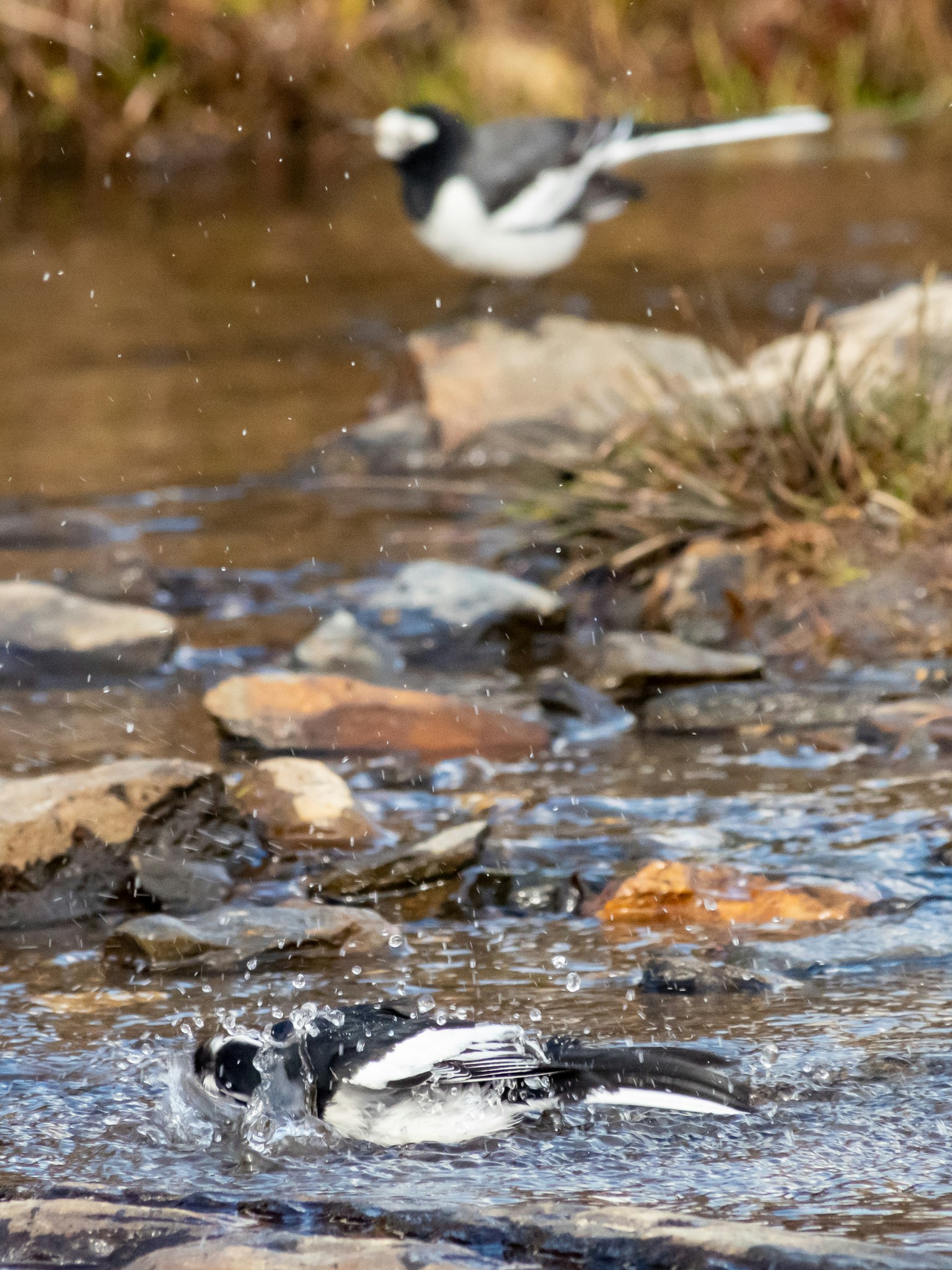 Oiseau éclaboussant dans l'eau avec un autre oiseau en arrière-plan