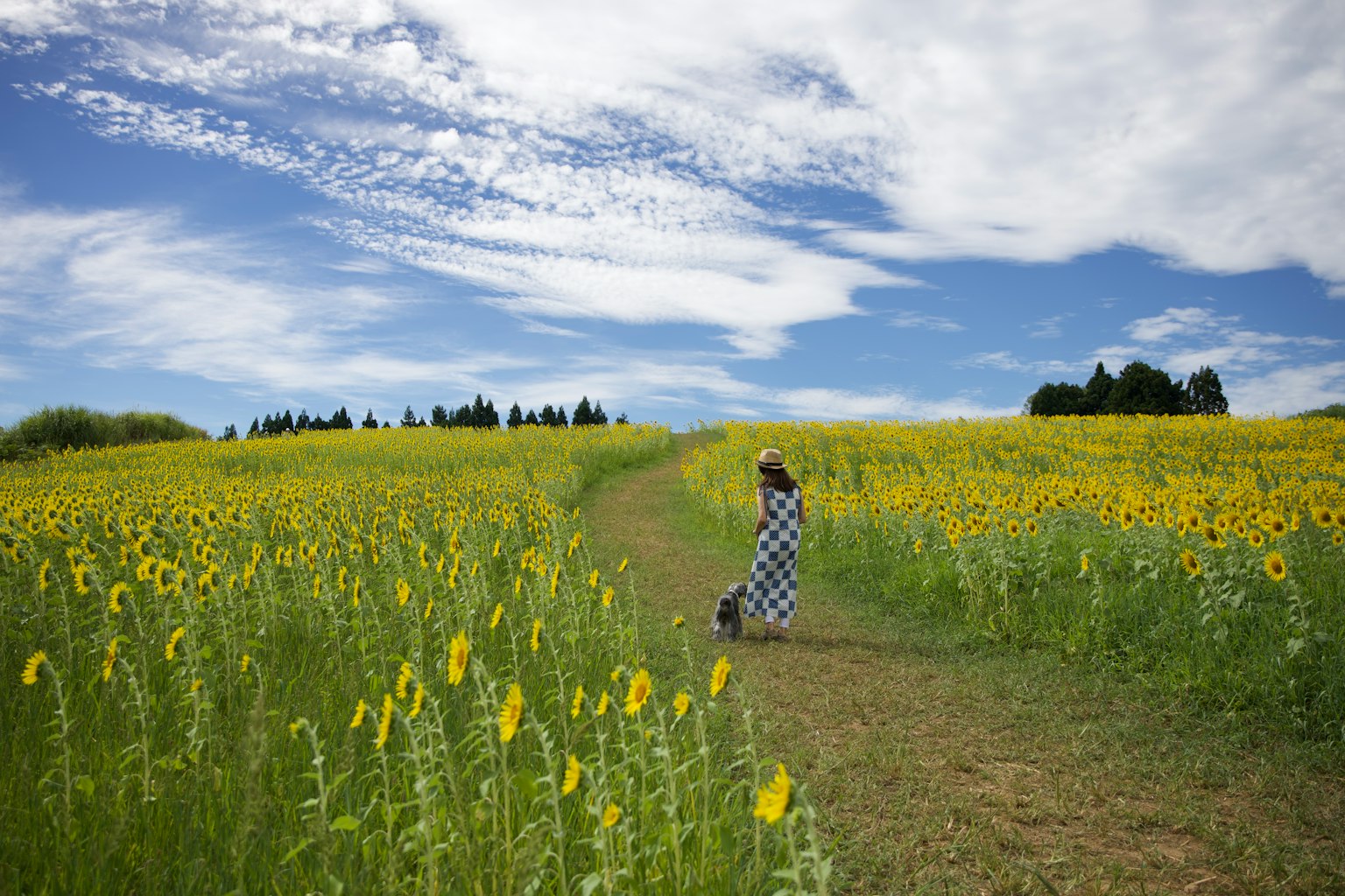 Une femme marchant sur un chemin dans un beau champ de tournesols