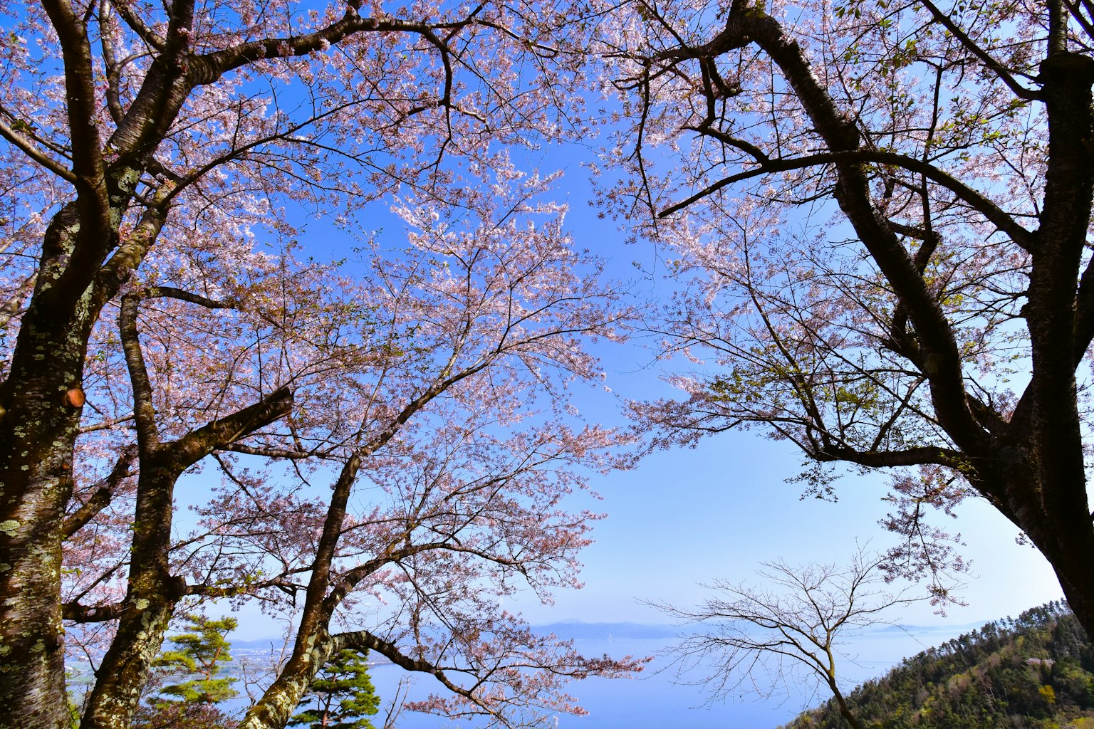 View of cherry blossom trees under a blue sky