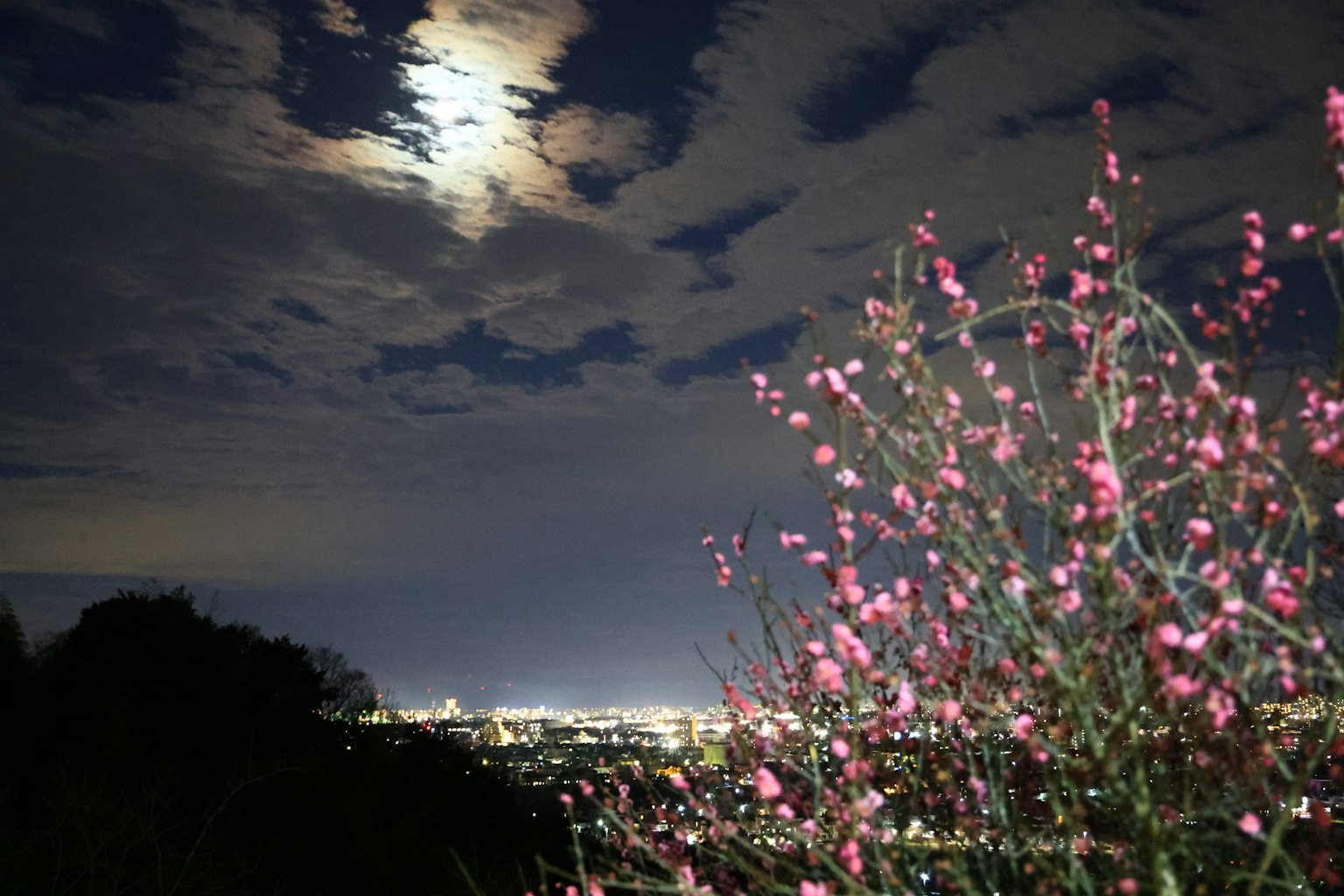 夜空中明亮的月亮在雲層之間，前景有一棵開著粉色花朵的樹