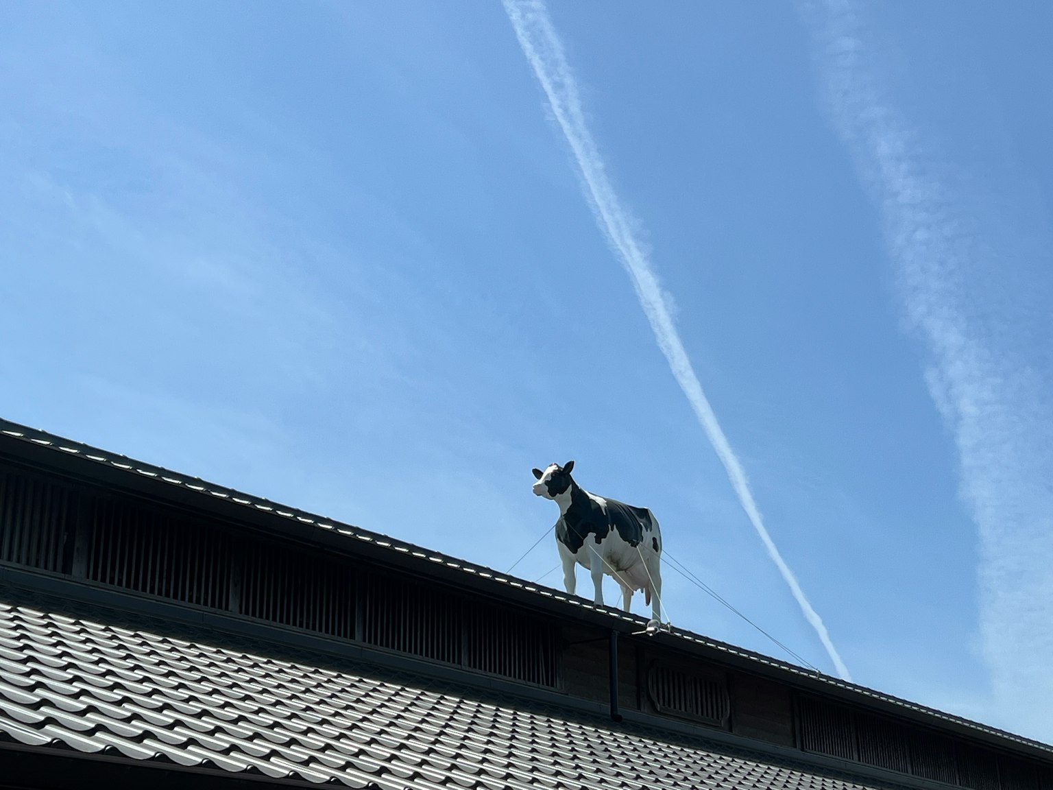 Una mucca bianca e nera in piedi su un tetto contro un cielo blu con scie di aerei