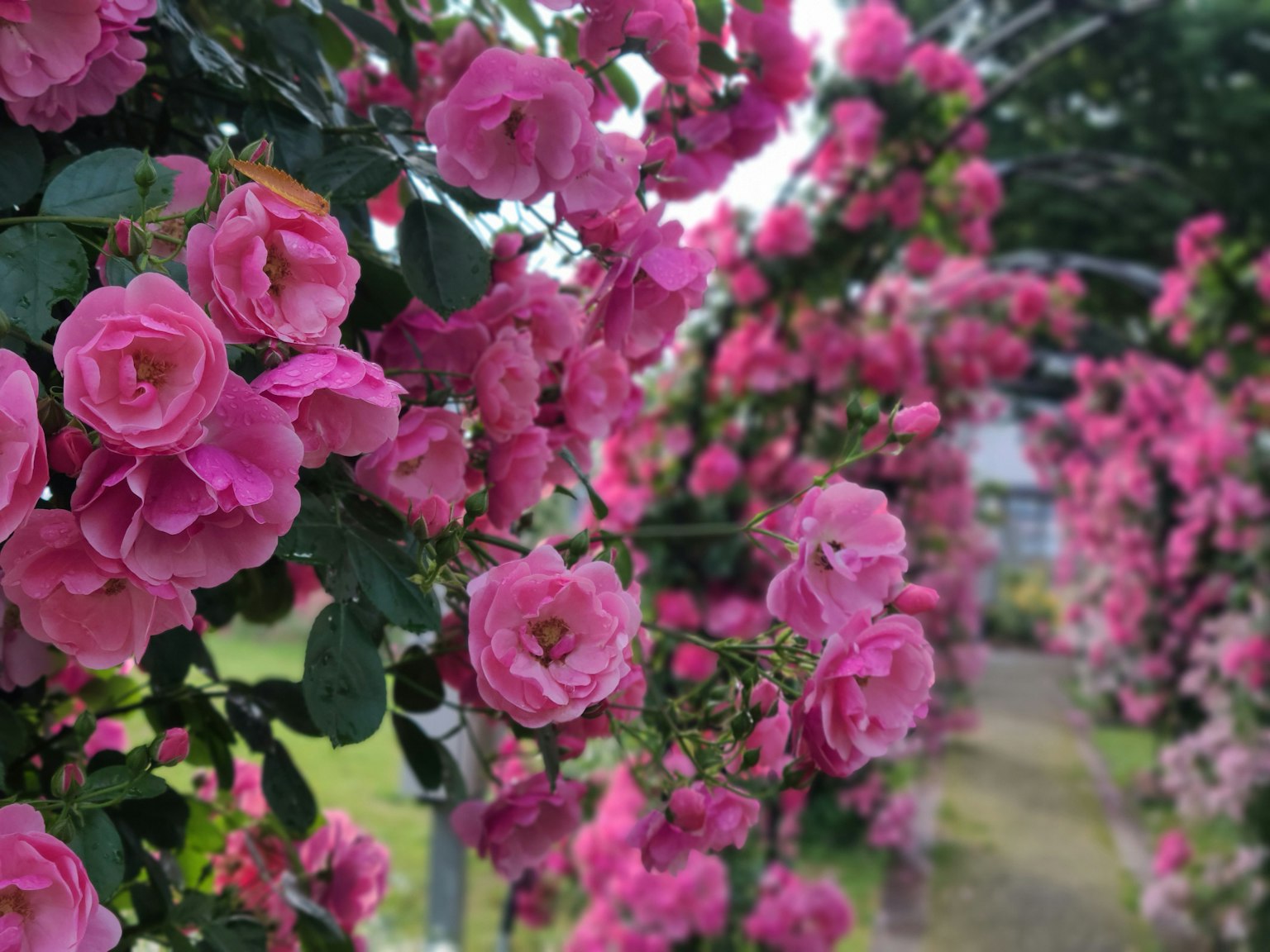ดอกกุหลาบสีชมพูสดใสบานในสวนเขียวขจี