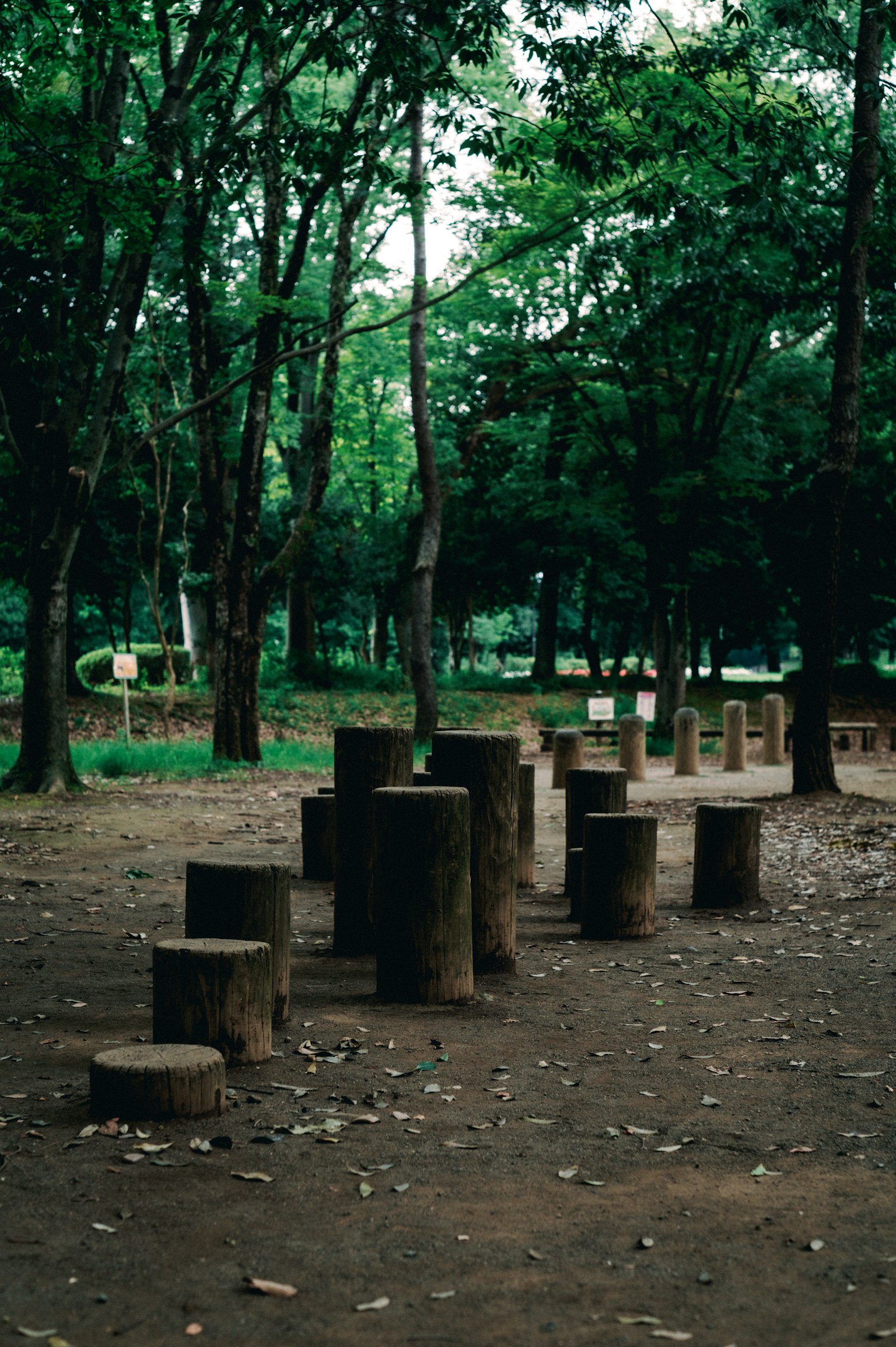 Holzstämme in einem grünen Park umgeben von Bäumen angeordnet