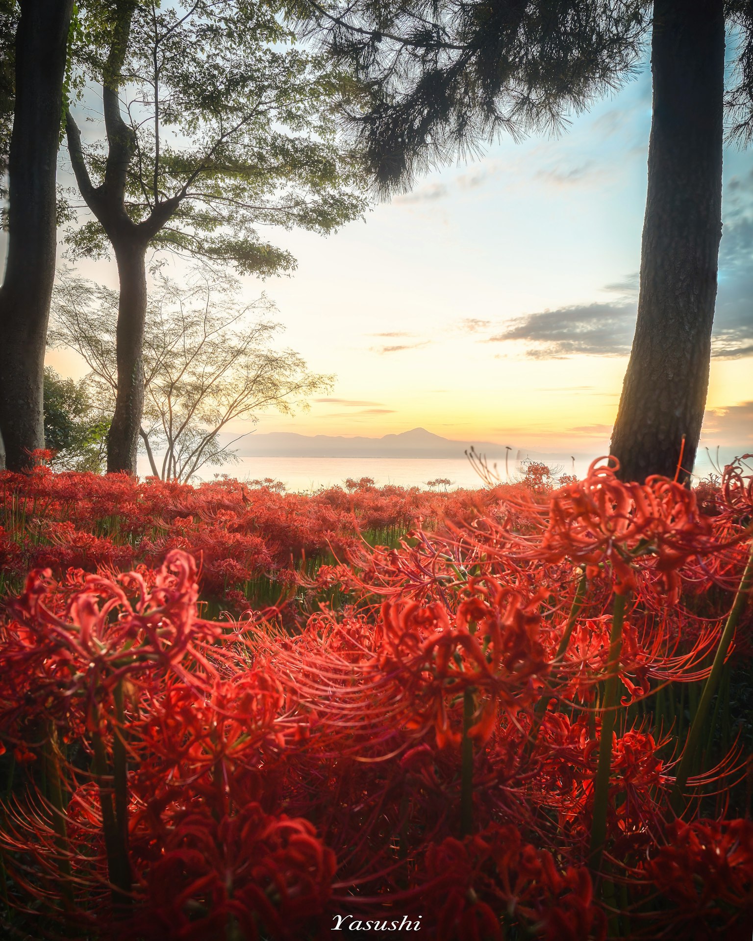 红色彼岸花与日落天空的风景
