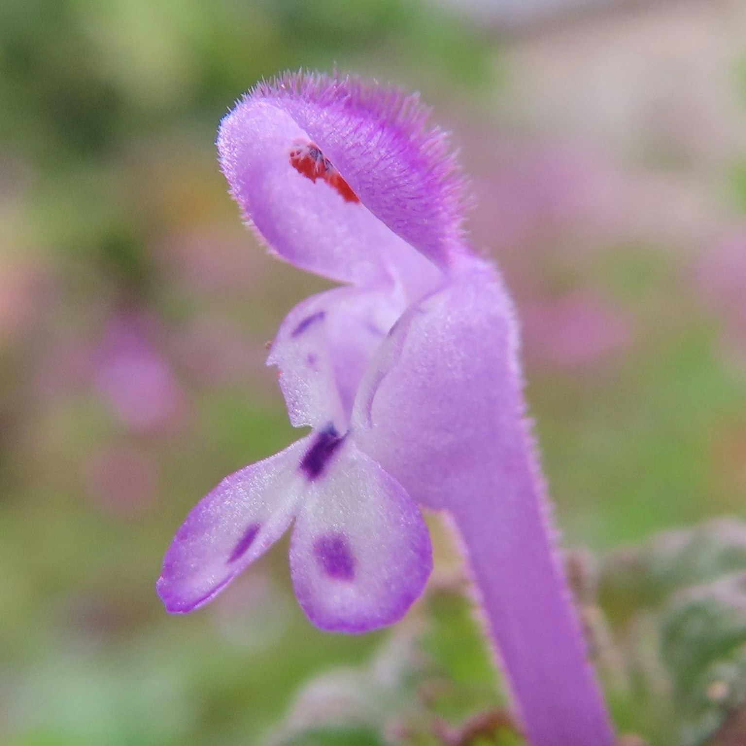 Nahaufnahme eines Pflanzen mit markanten lila Blüten