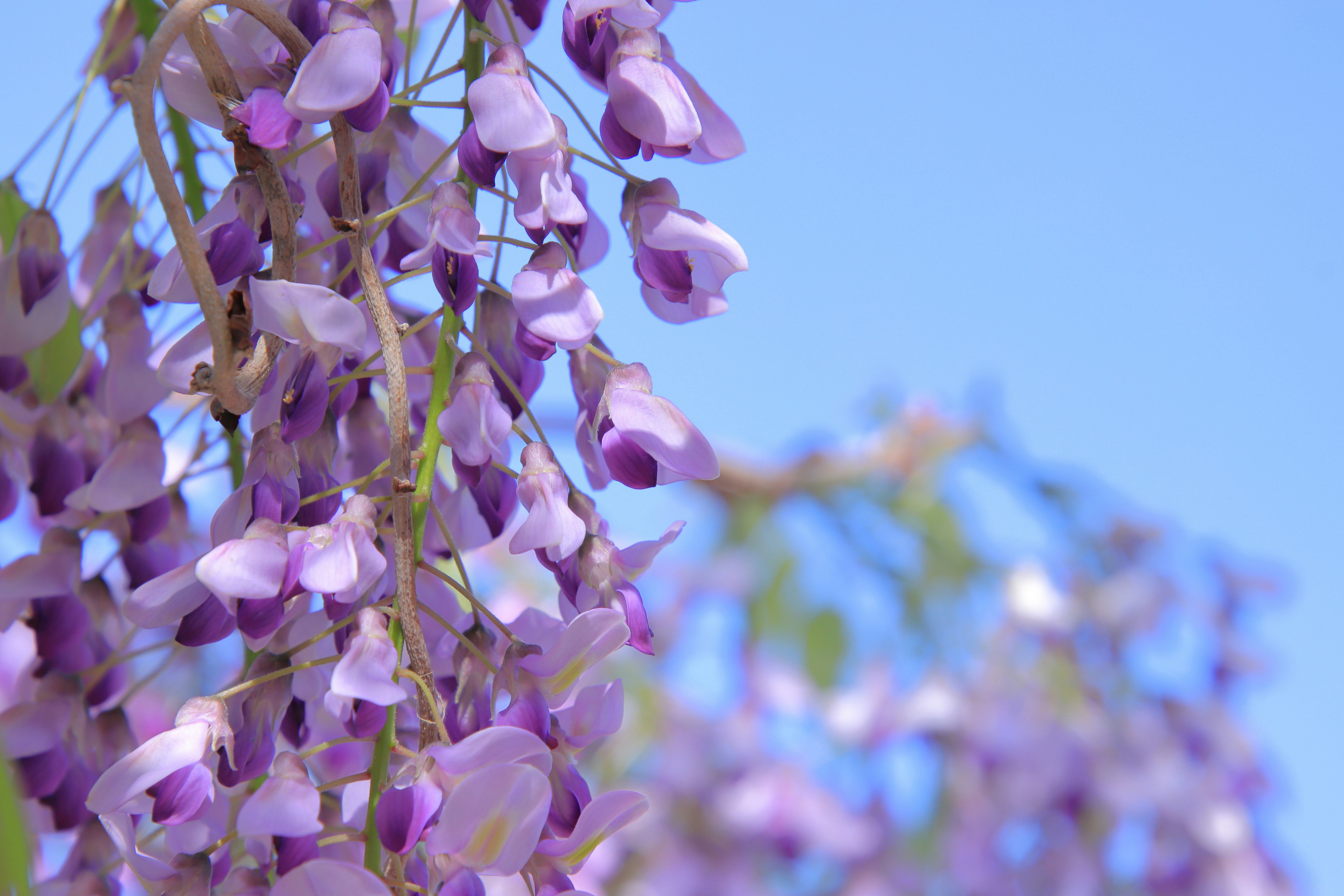 紫の花房が揺れる木の枝のクローズアップ
