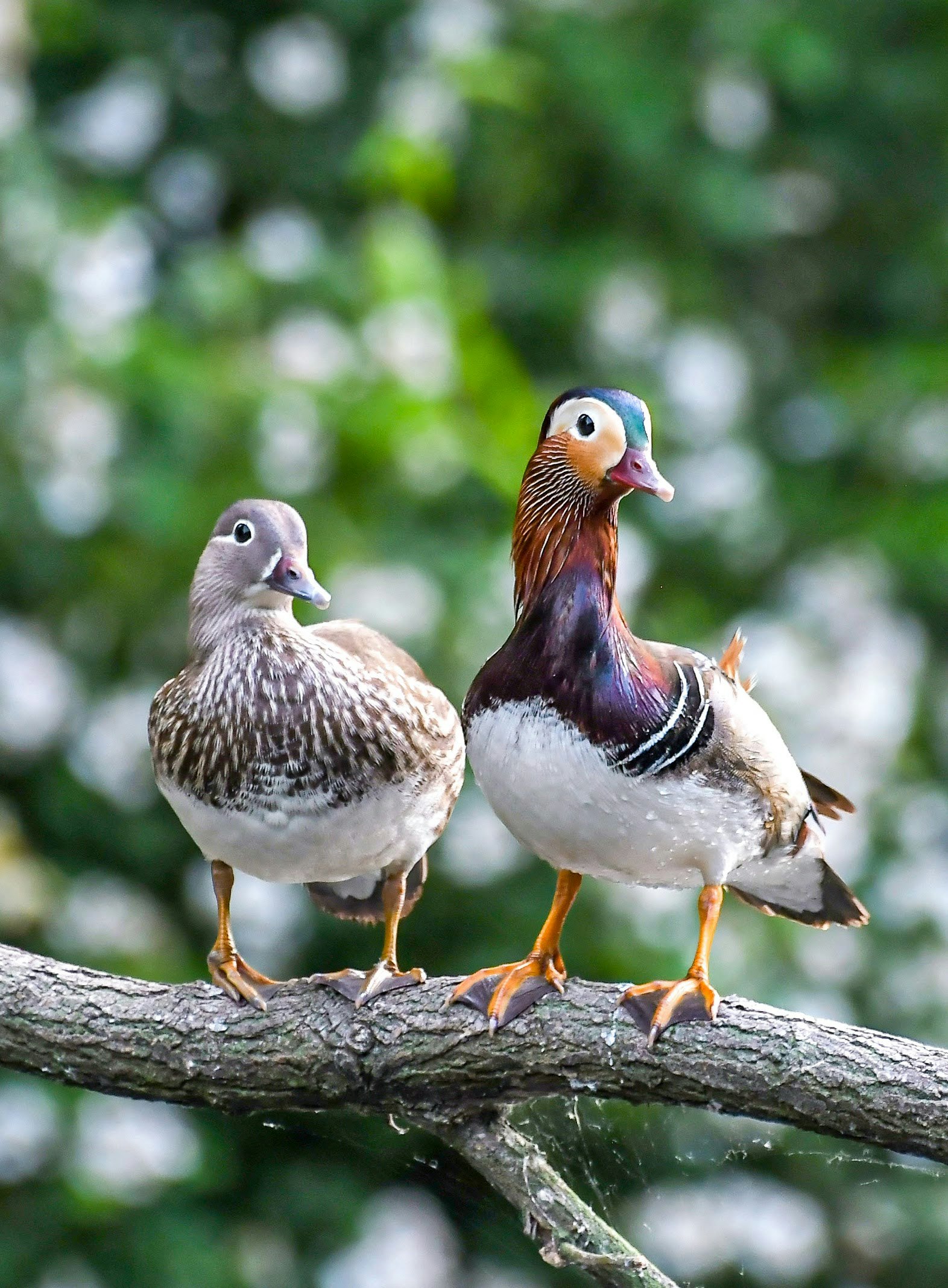 zwei Vögel auf einem Ast