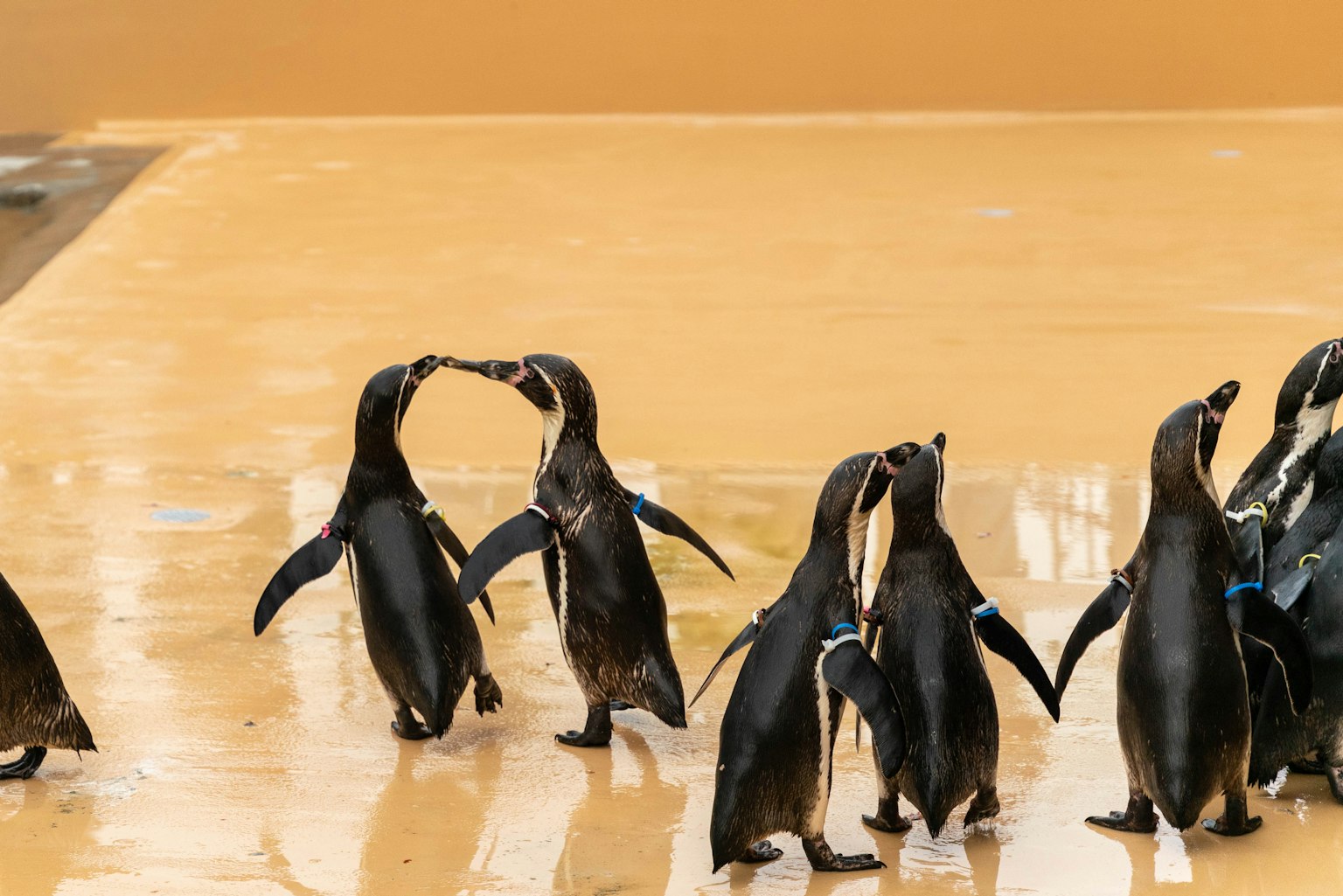 Pingüinos interactuando con sus picos tocándose
